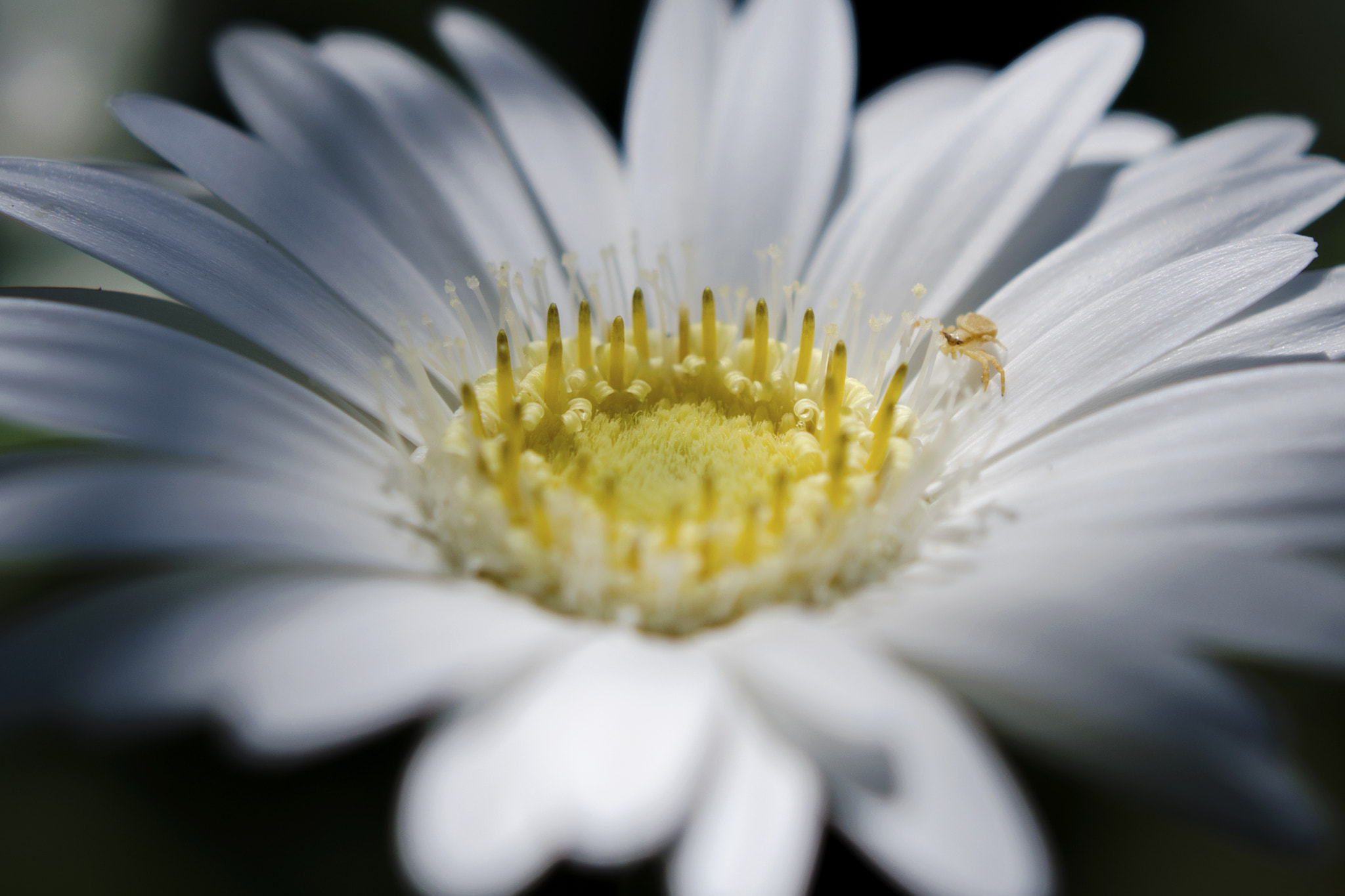 Nikon AF-S DX Micro Nikkor 40mm F2.8 sample photo. Daisy photography