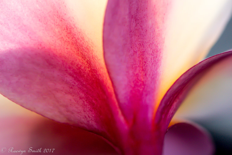 Canon EOS 100D (EOS Rebel SL1 / EOS Kiss X7) + Tamron SP AF 90mm F2.8 Di Macro sample photo. Frangipani petals photography