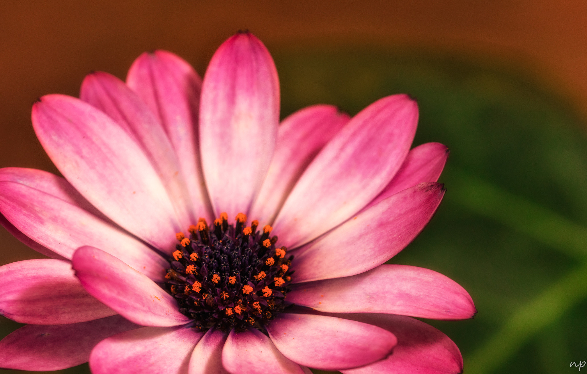 Canon EF 180mm F3.5L Macro USM sample photo. Macro-flower photography