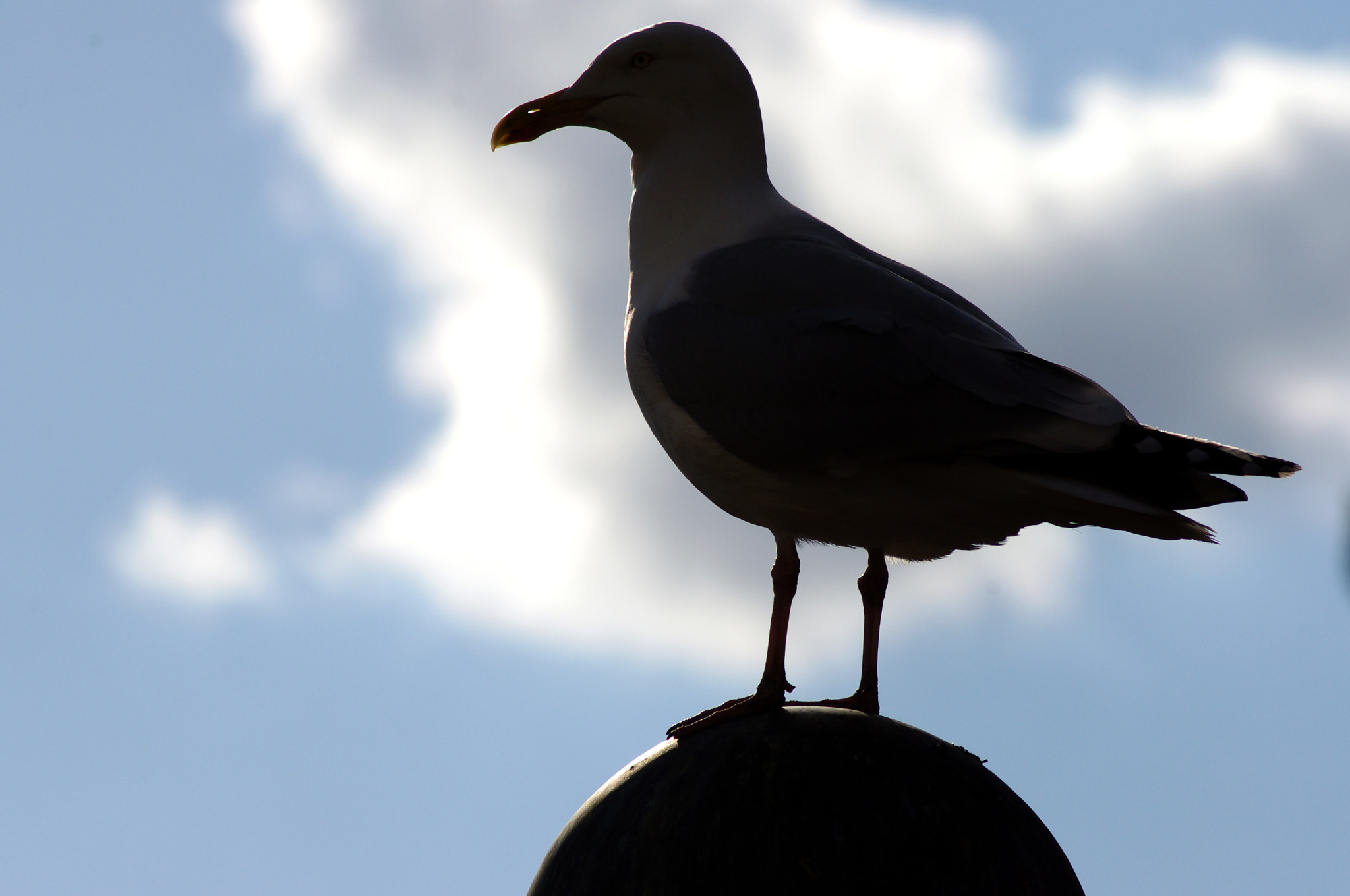 Pentax K-x sample photo. Silhouette photography