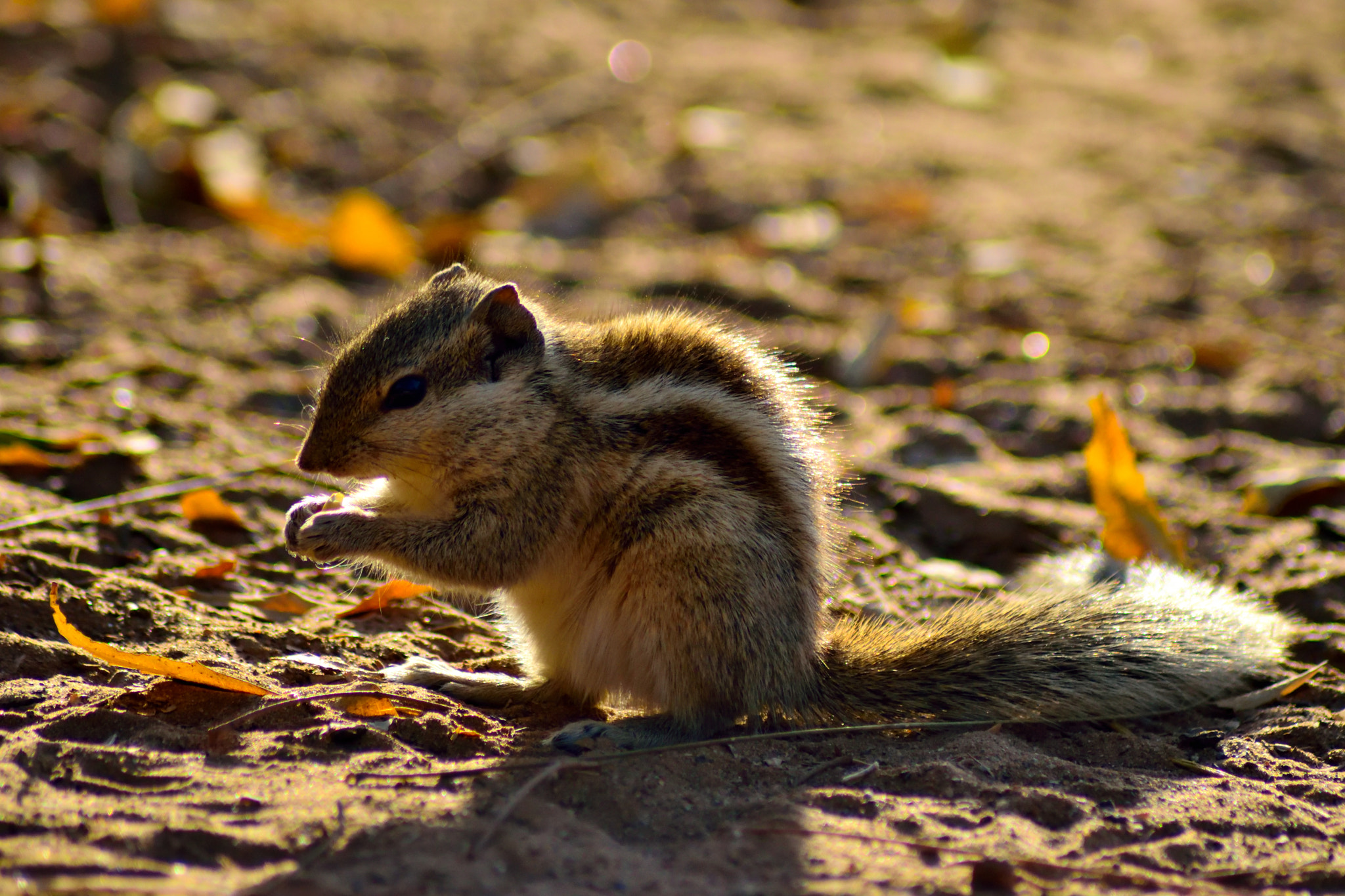 Nikon D3300 sample photo. Squirrel photography