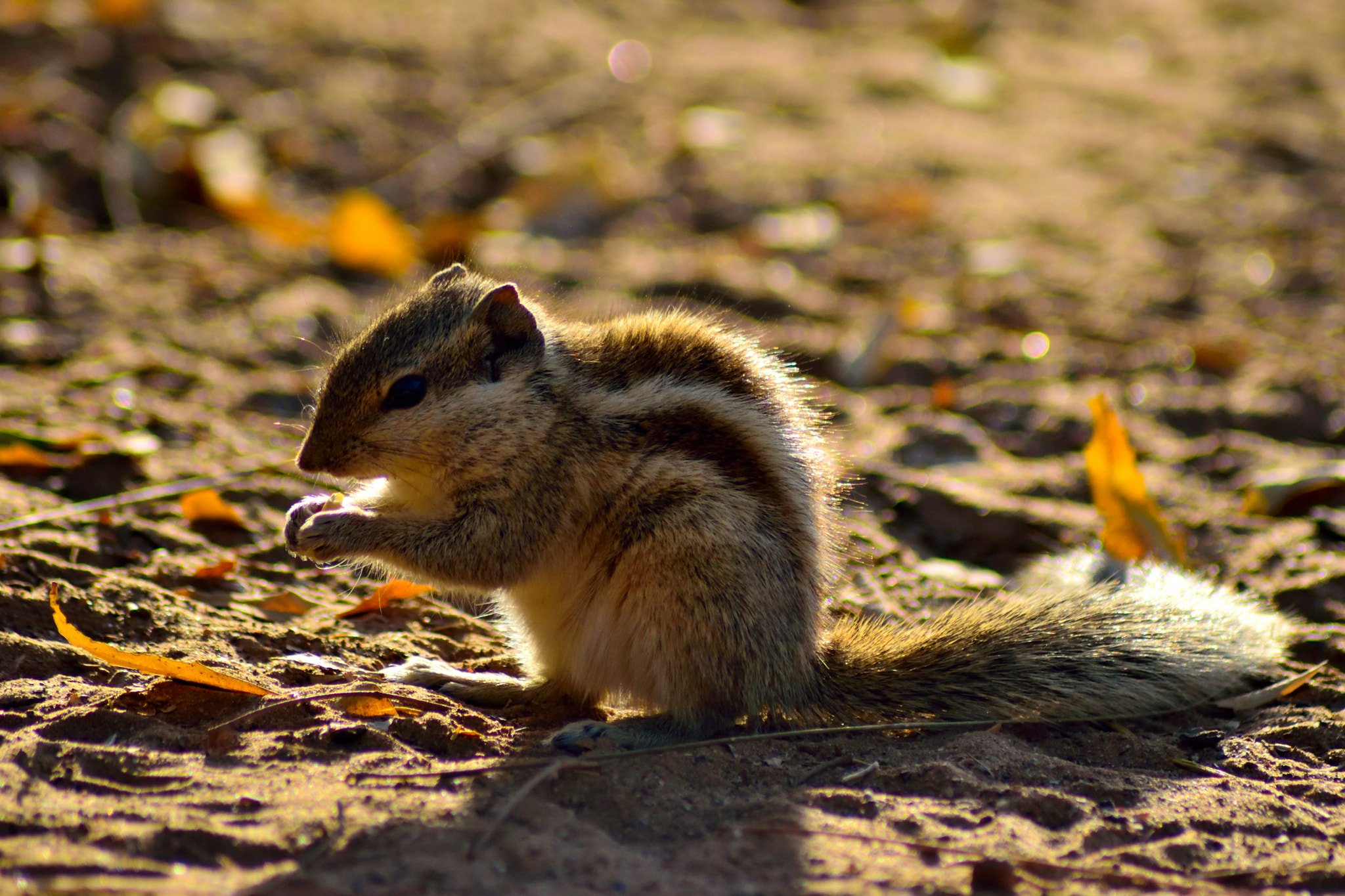 Nikon AF Nikkor 70-300mm F4-5.6G sample photo. Squirrel photography