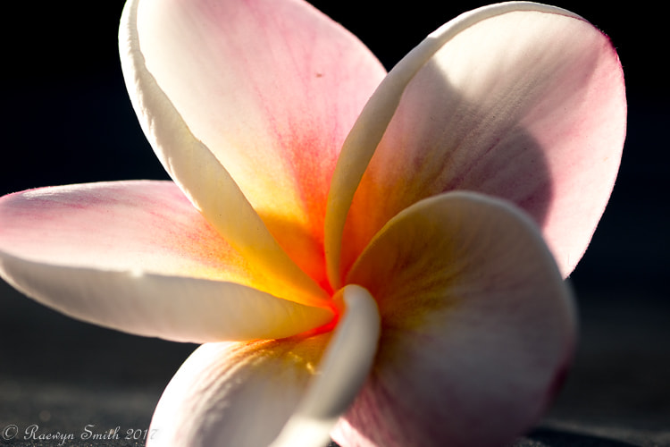 Canon EOS 100D (EOS Rebel SL1 / EOS Kiss X7) + Tamron SP AF 90mm F2.8 Di Macro sample photo. Light through the petals photography