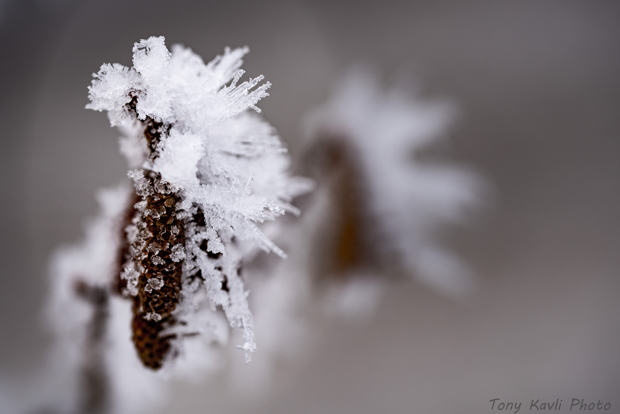 Sigma 105mm F2.8 EX DG OS HSM sample photo. Frost photography