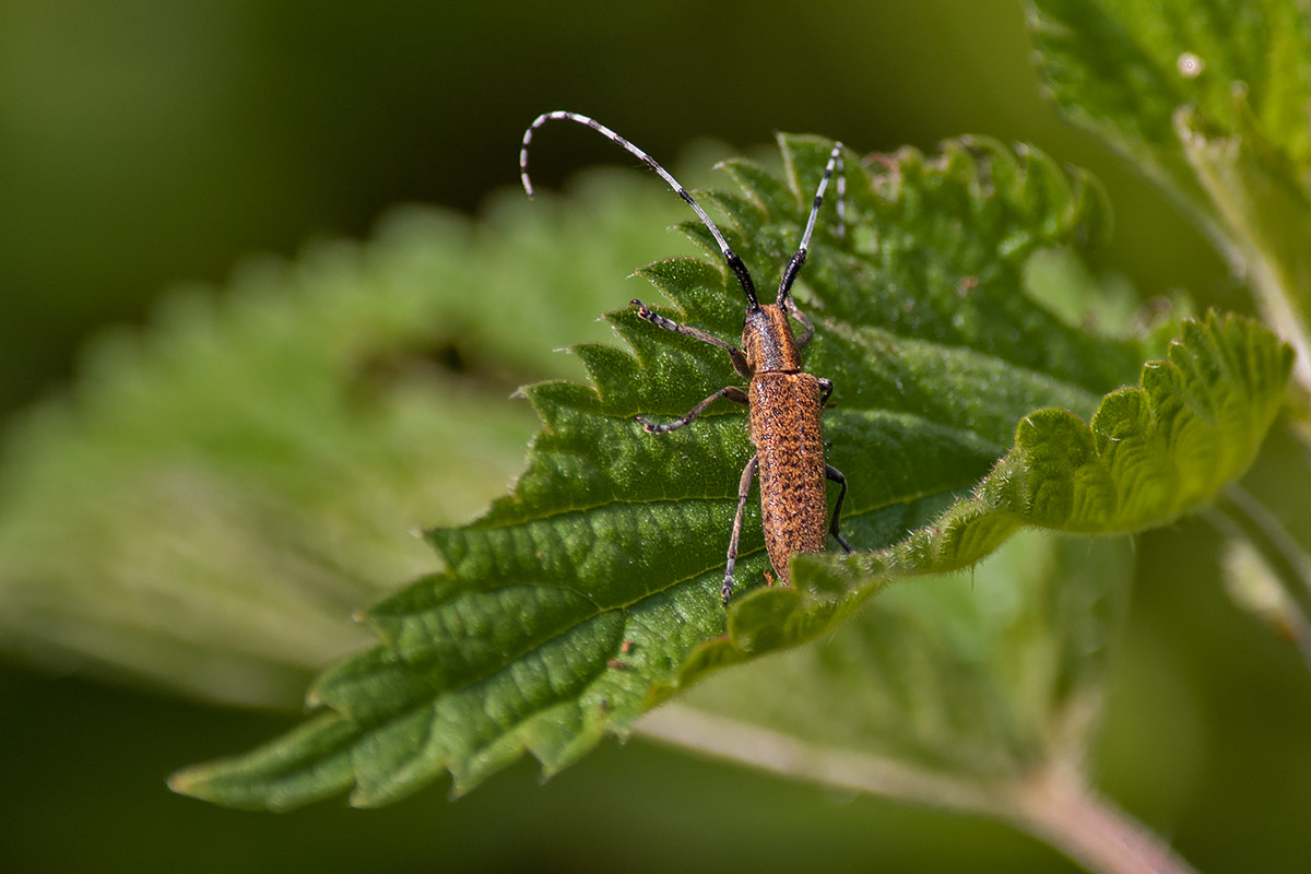 Nikon D300S sample photo. Above the leaf photography