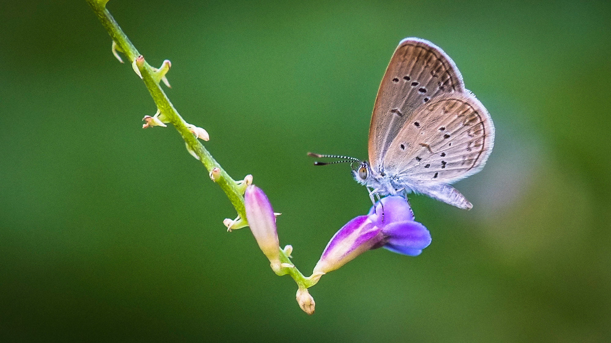 Fujifilm X-E1 + Fujifilm XF 60mm F2.4 R Macro sample photo. 蓝灰蝶 photography