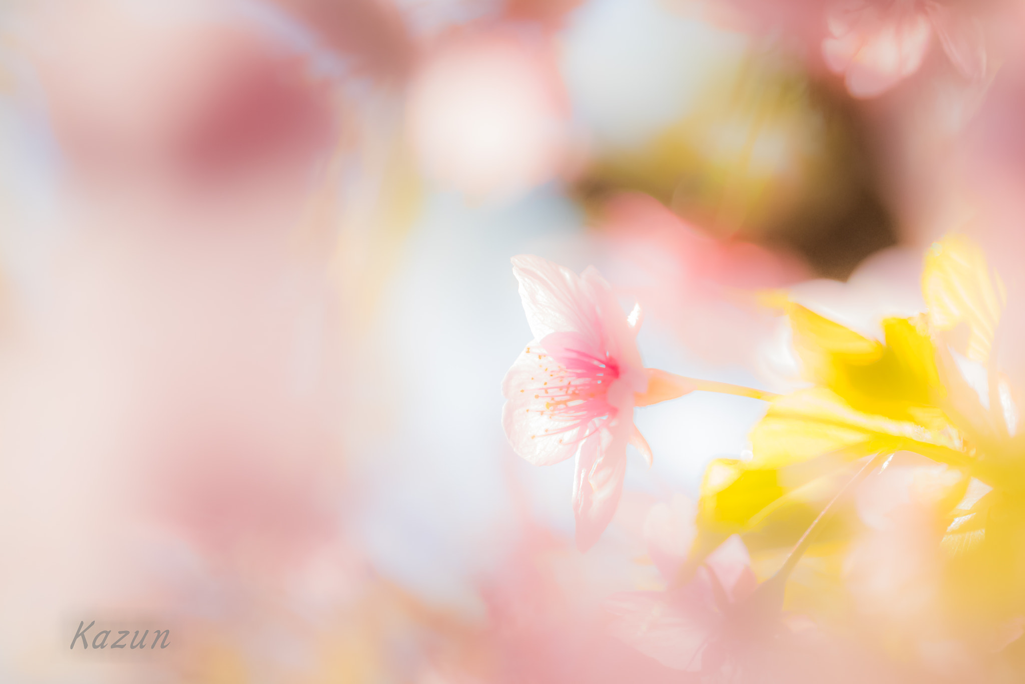 Canon EOS-1D X Mark II sample photo. One year............ photography