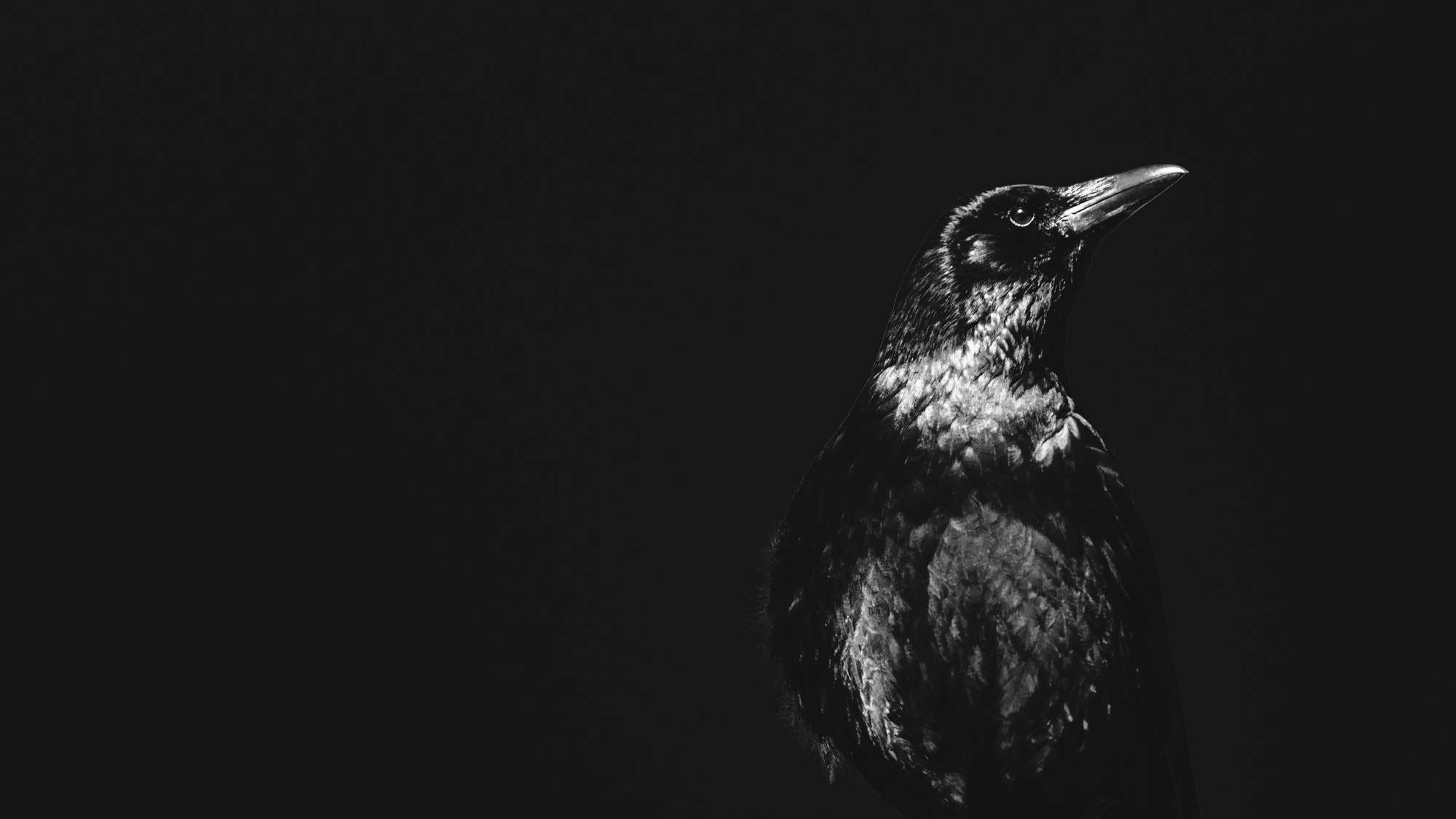 Sony FE 70-300mm F4.5-5.6 G OSS sample photo. Lonely crow photography