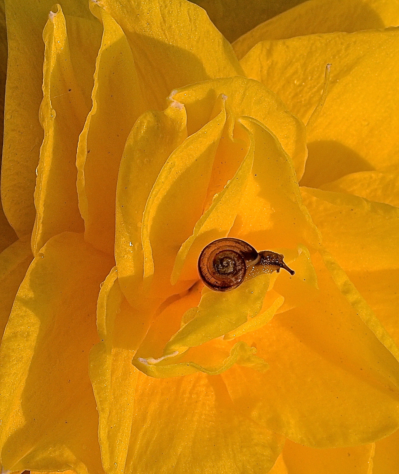 Nikon D800 + Sigma 50mm F1.4 DG HSM Art sample photo. Tiny snail on a big flower photography