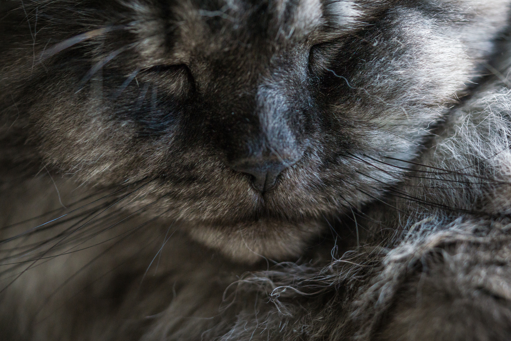 Sony a6000 + Sony FE 90mm F2.8 Macro G OSS sample photo. Sleeping murphy photography