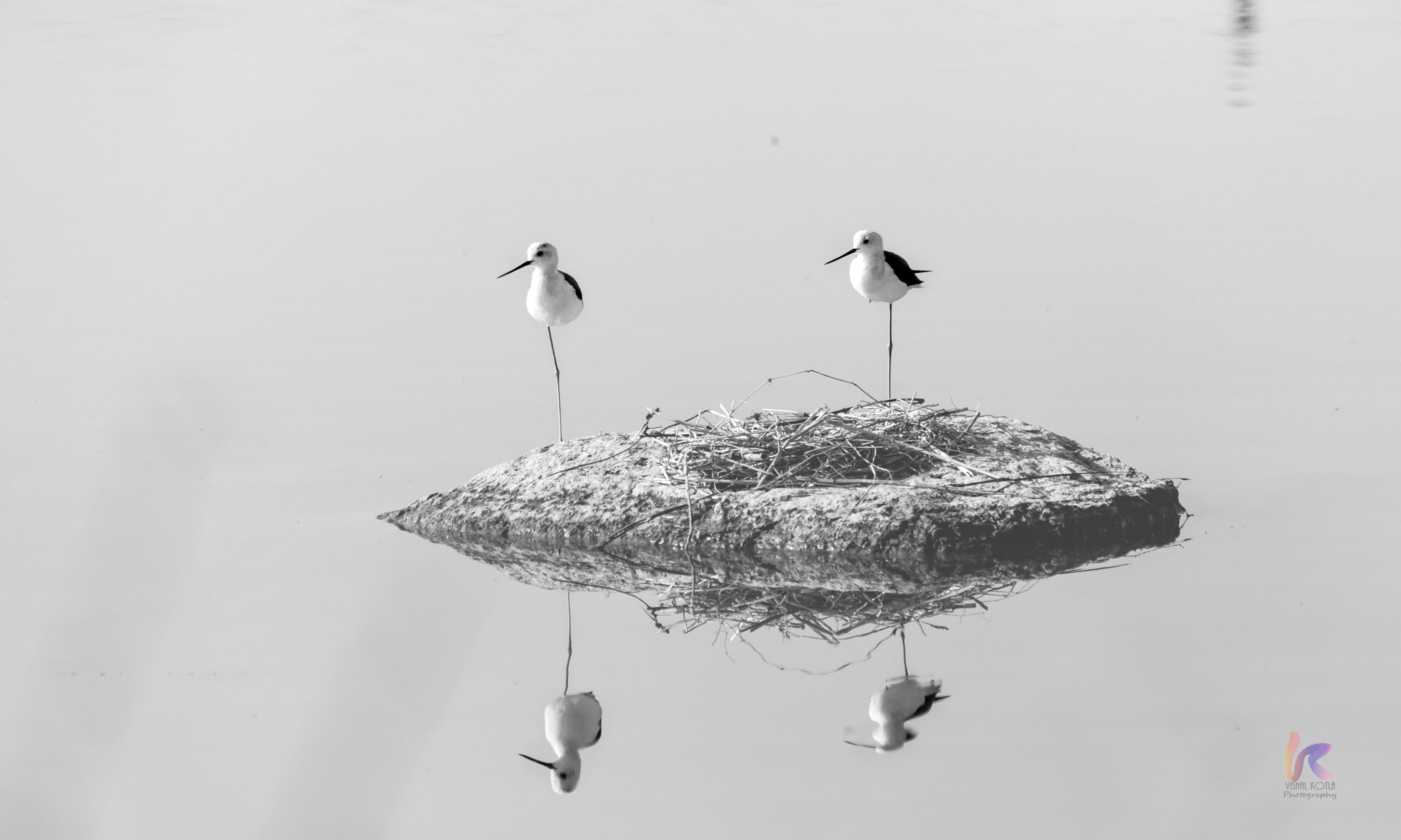 Canon EF 70-200mm F2.8L IS II USM sample photo. Common stilt photography