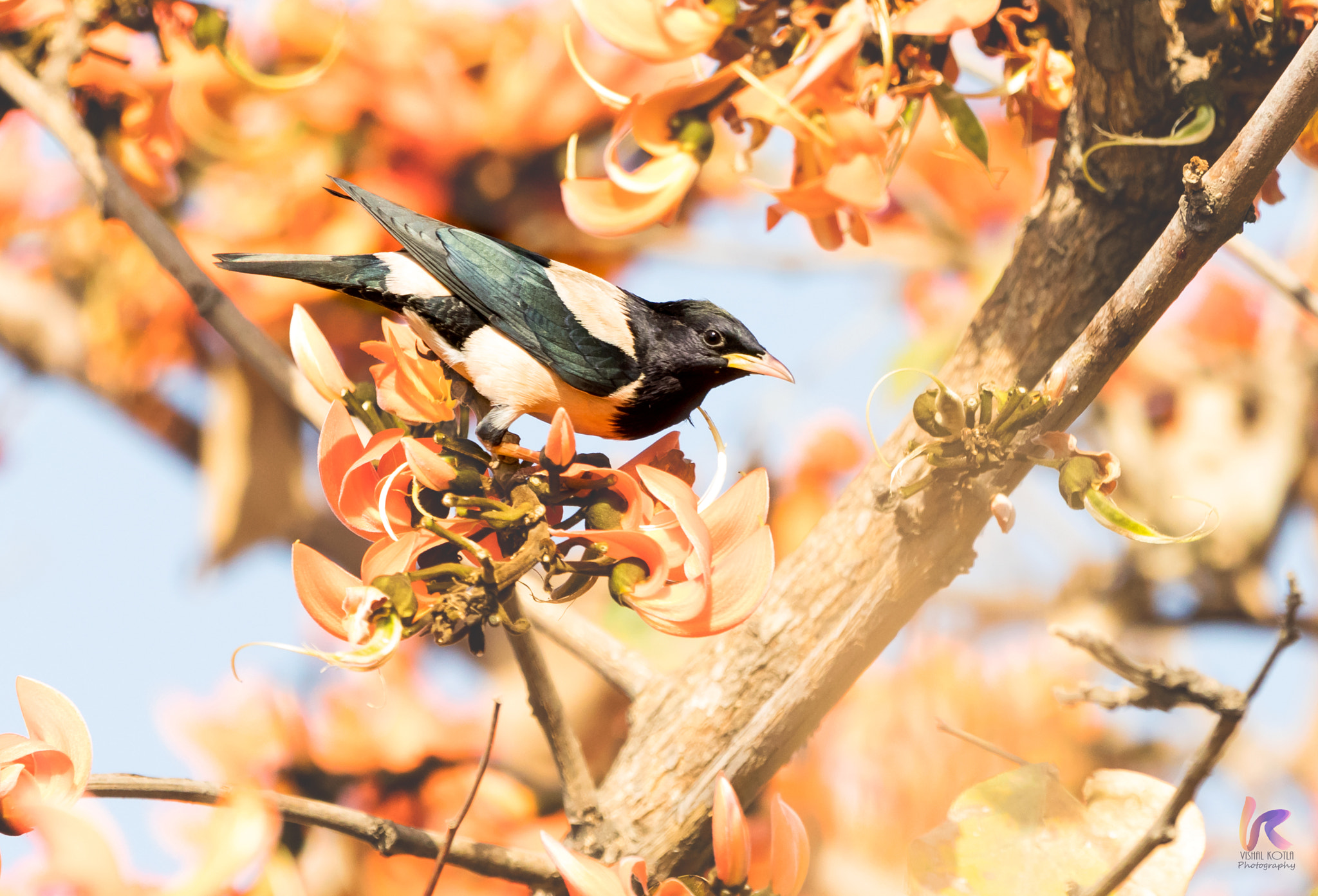 Canon EOS 5D Mark IV + Canon EF 70-200mm F2.8L IS II USM sample photo. Rosy starling photography