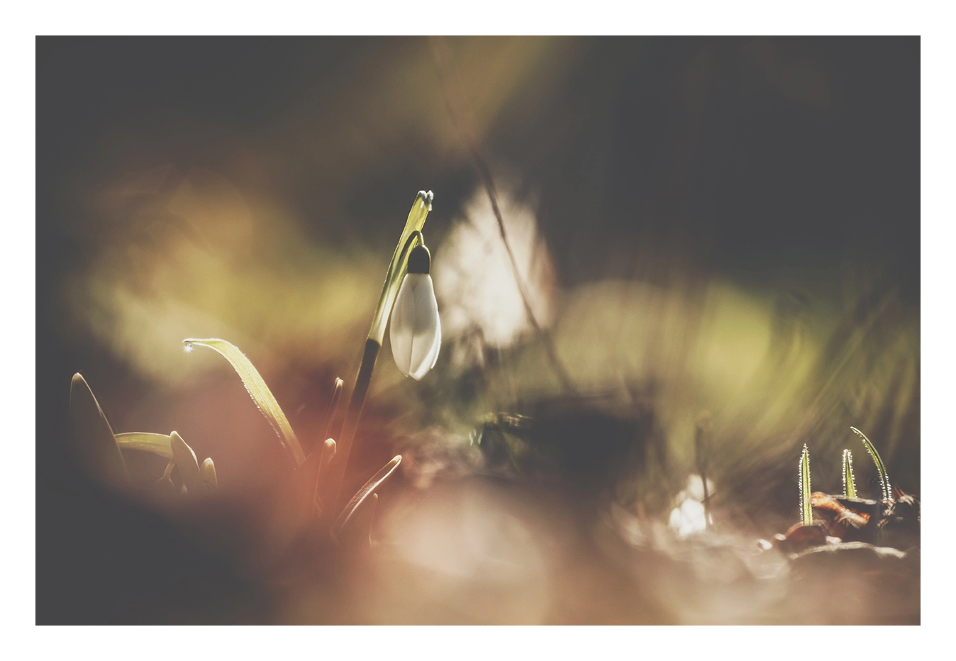 Tamron SP 35mm F1.8 Di VC USD sample photo. Perce neige photography