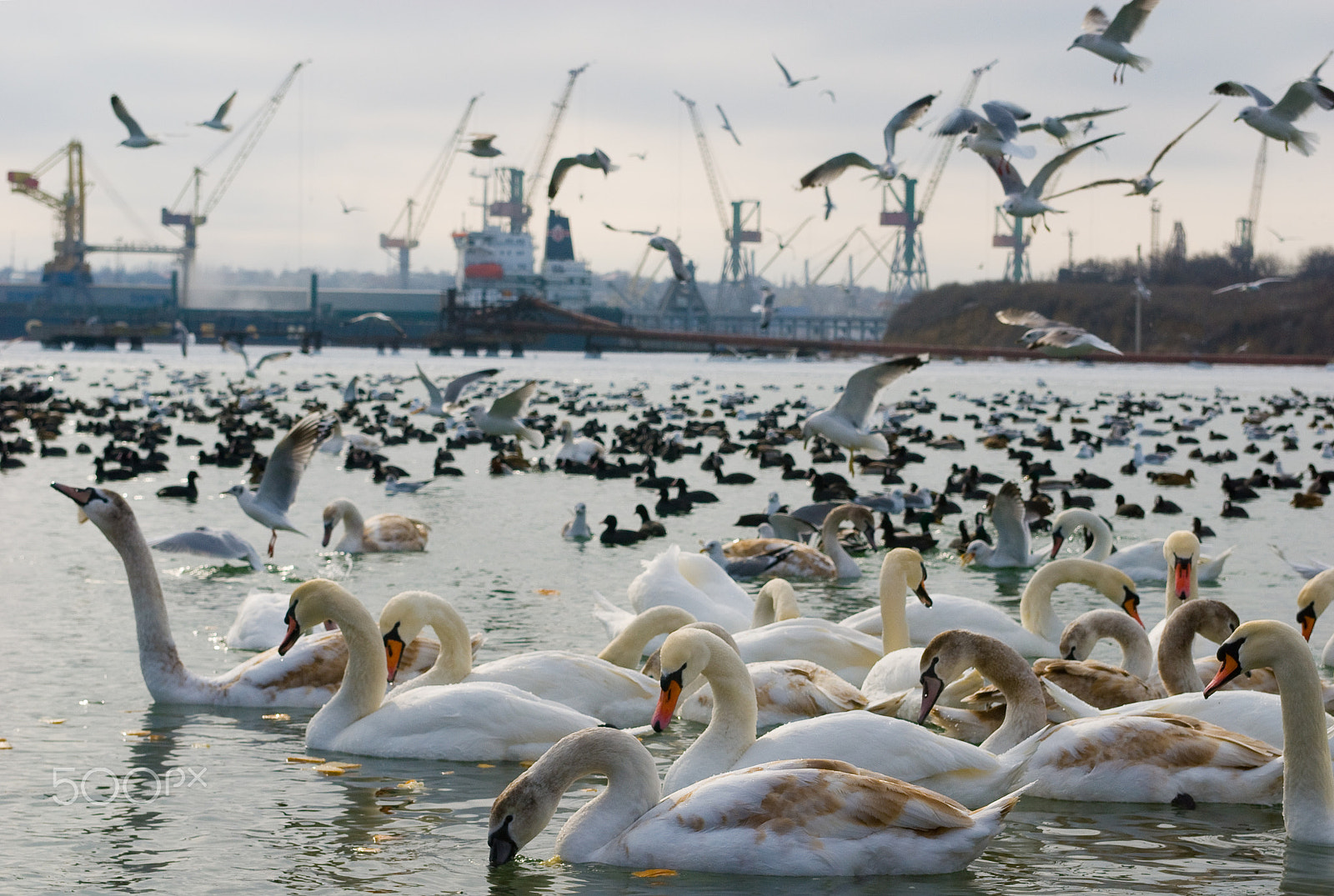 Nikon D200 + Nikon AF-S Nikkor 28-70mm F2.8 ED-IF sample photo. Winter bird's oazis photography