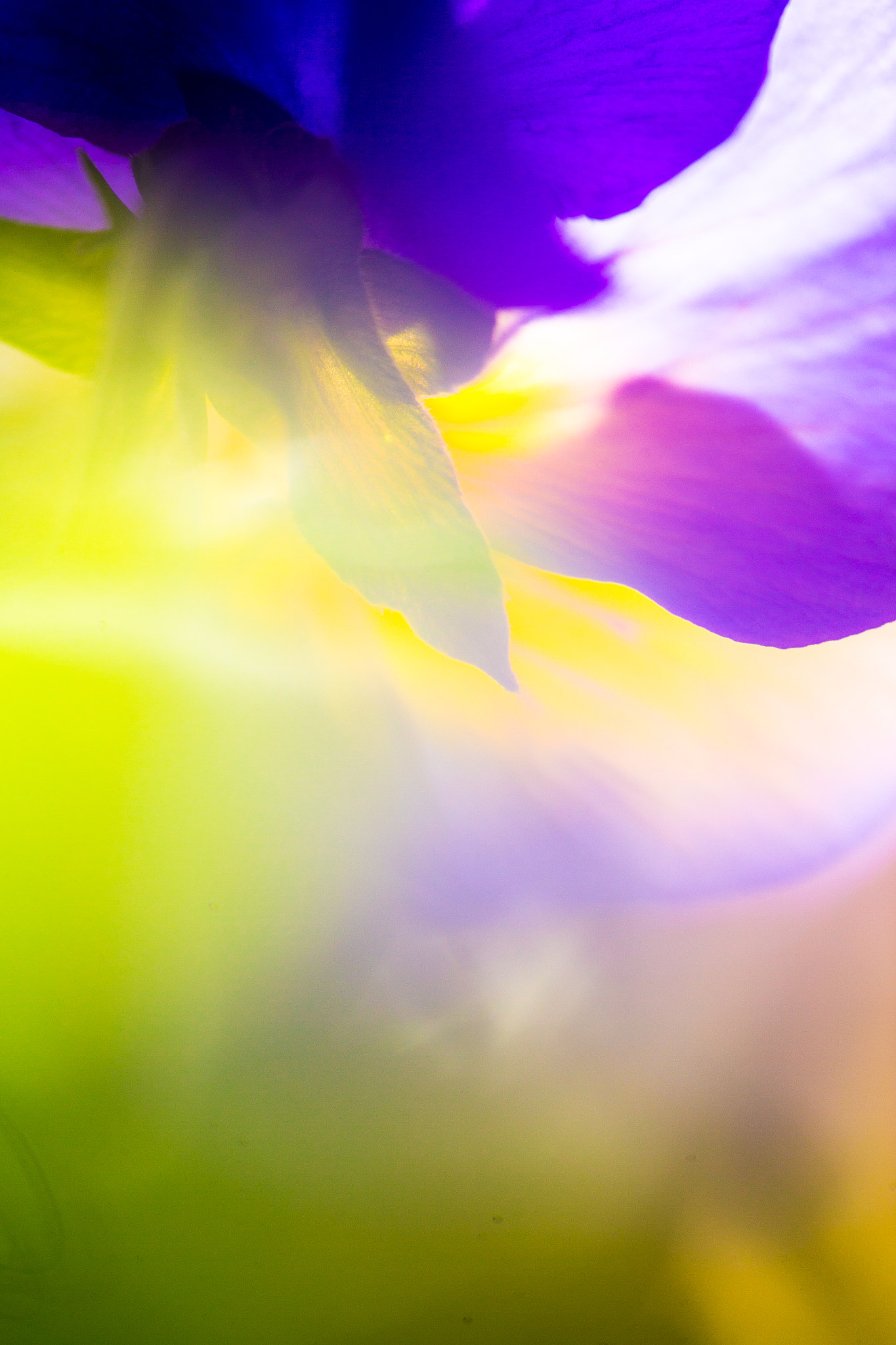 Canon EF 180mm F3.5L Macro USM sample photo. Palette photography