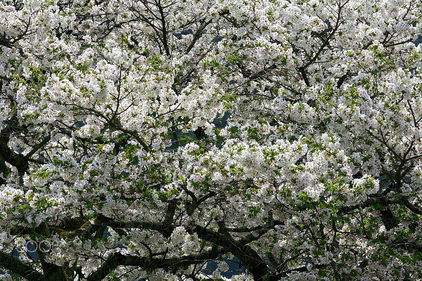 Canon EOS 400D (EOS Digital Rebel XTi / EOS Kiss Digital X) sample photo. Full blossom photography