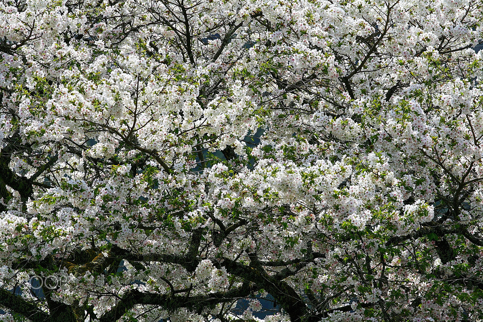 Canon EOS 400D (EOS Digital Rebel XTi / EOS Kiss Digital X) + Canon EF 70-200mm F4L USM sample photo. Full blossom photography