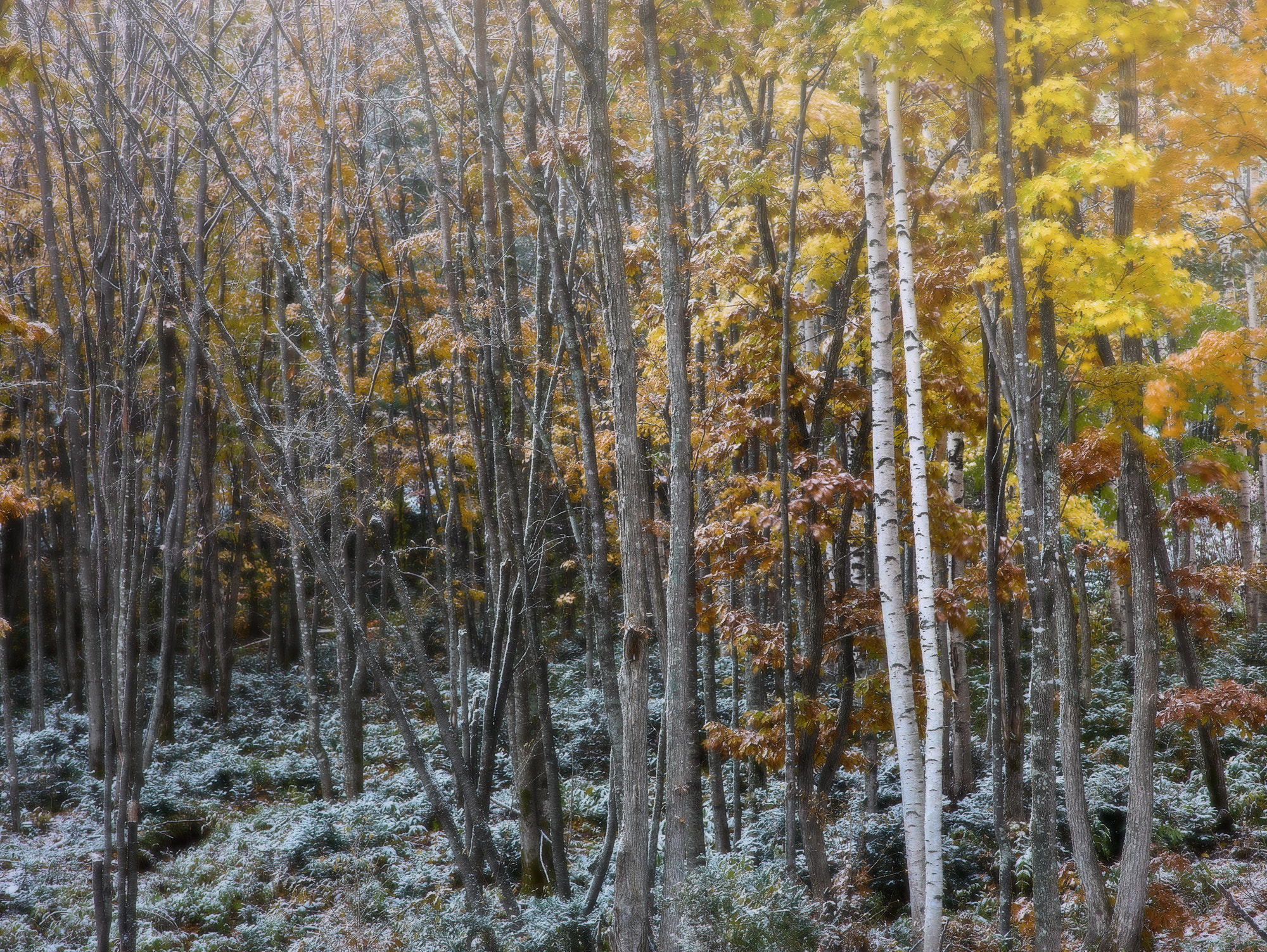 Leaf Credo 80 sample photo. Hokkaido japan photography