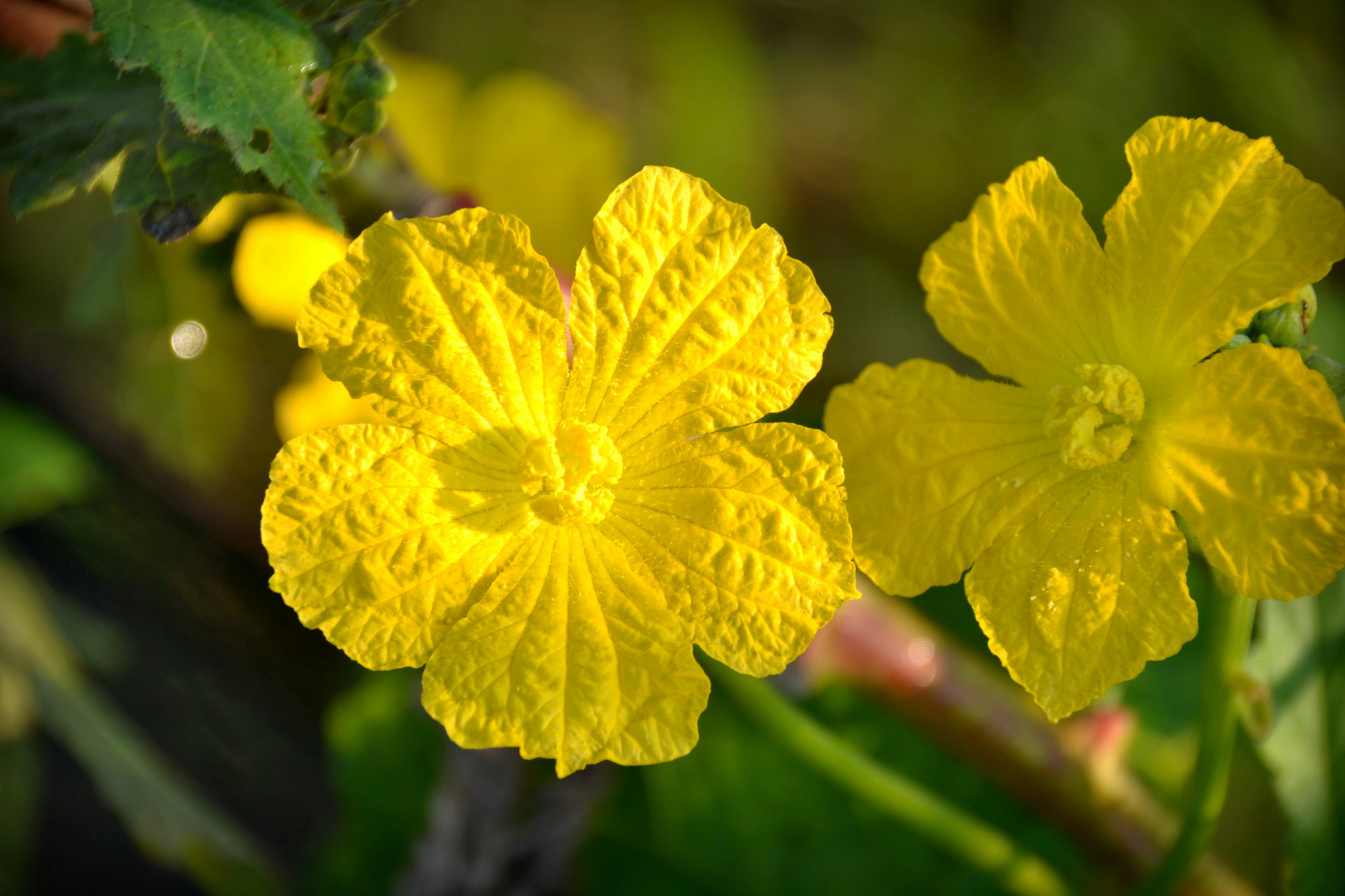 Sigma 18-250mm F3.5-6.3 DC Macro OS HSM sample photo. Flower photography