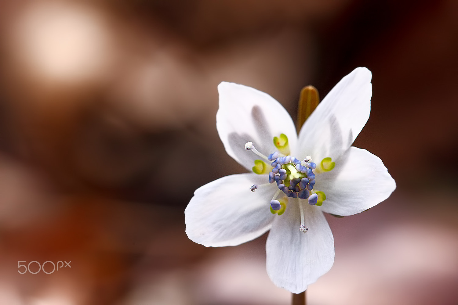 Canon EOS-1Ds Mark III sample photo. Just feel the nature - eranthis byunsanensis photography