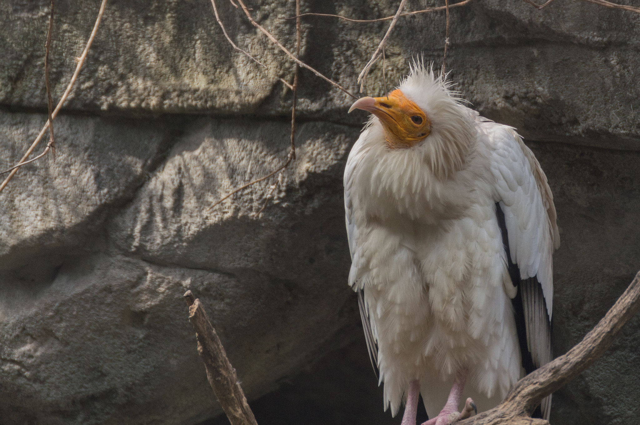 Nikon D3200 sample photo. Neophron percnopterus ginginianus photography