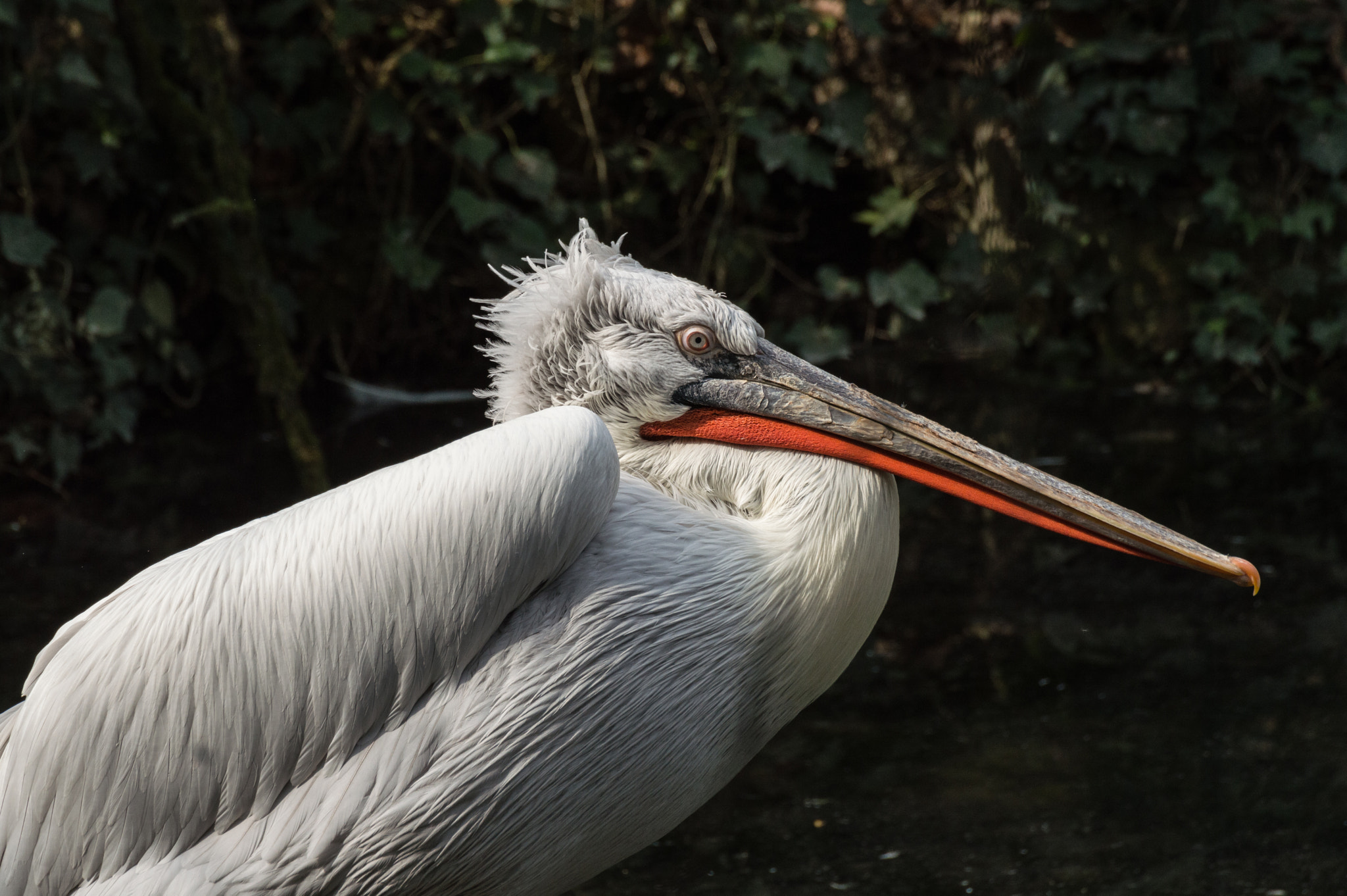 Nikon D3200 sample photo. Pelacanus crispus photography