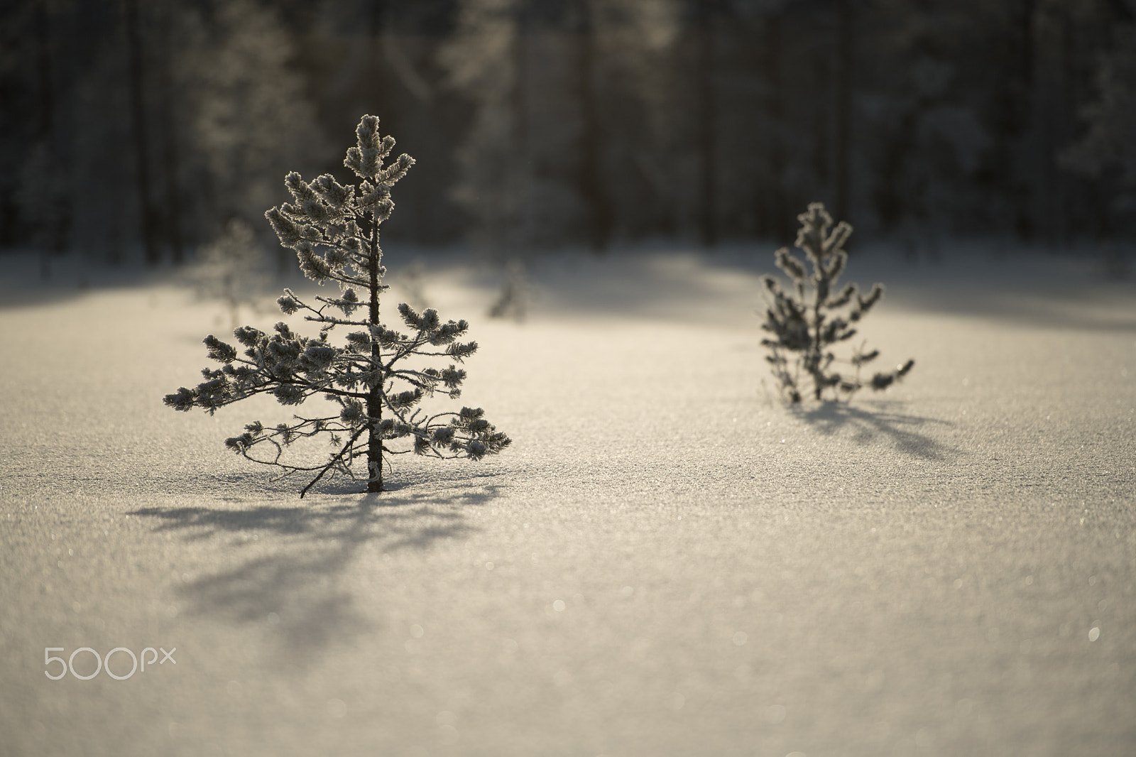 Nikon AF-S Nikkor 70-200mm F2.8G ED VR II sample photo. White nature photography