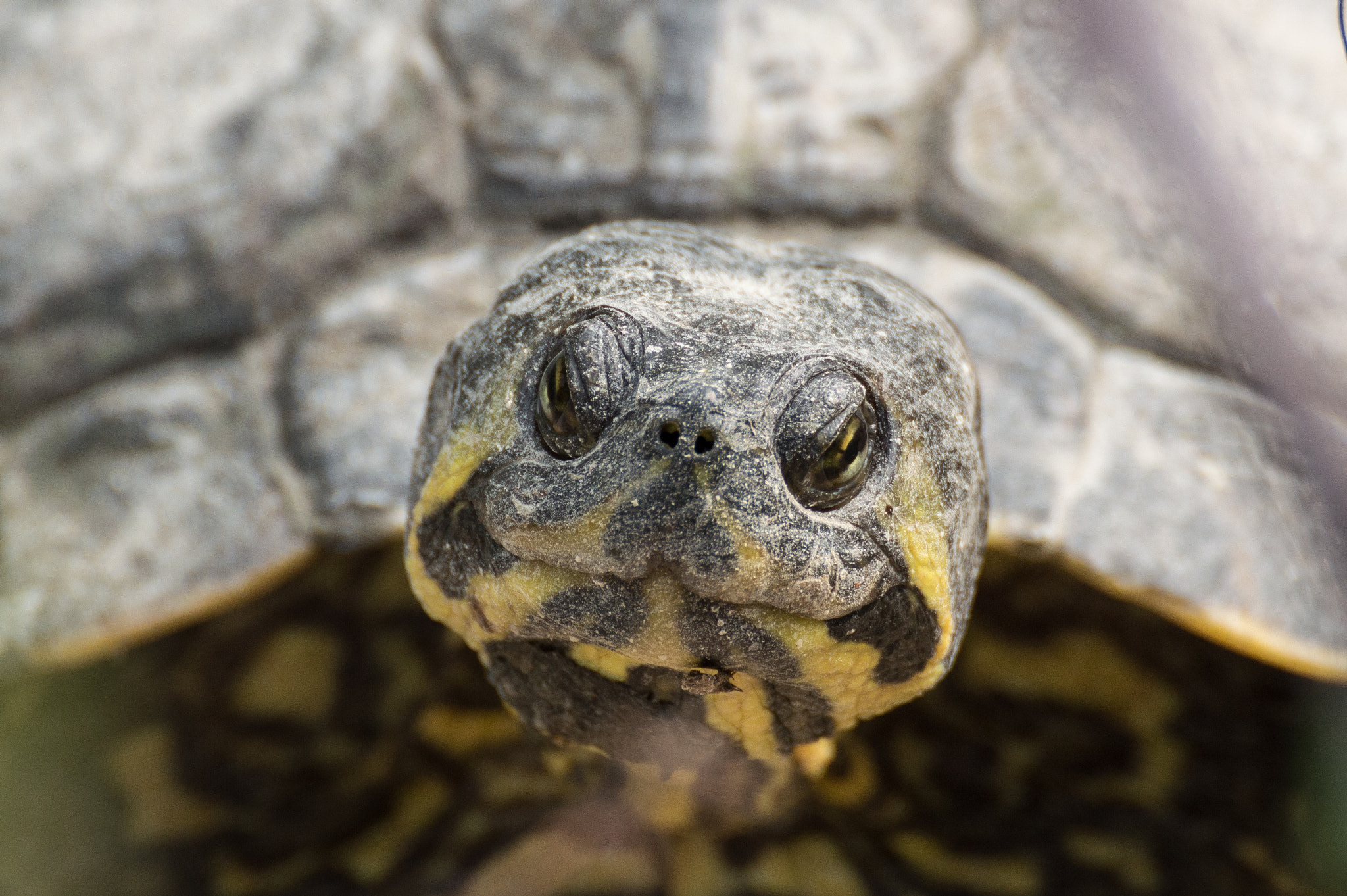 Nikon D3200 sample photo. Trachemys scripta scripta photography
