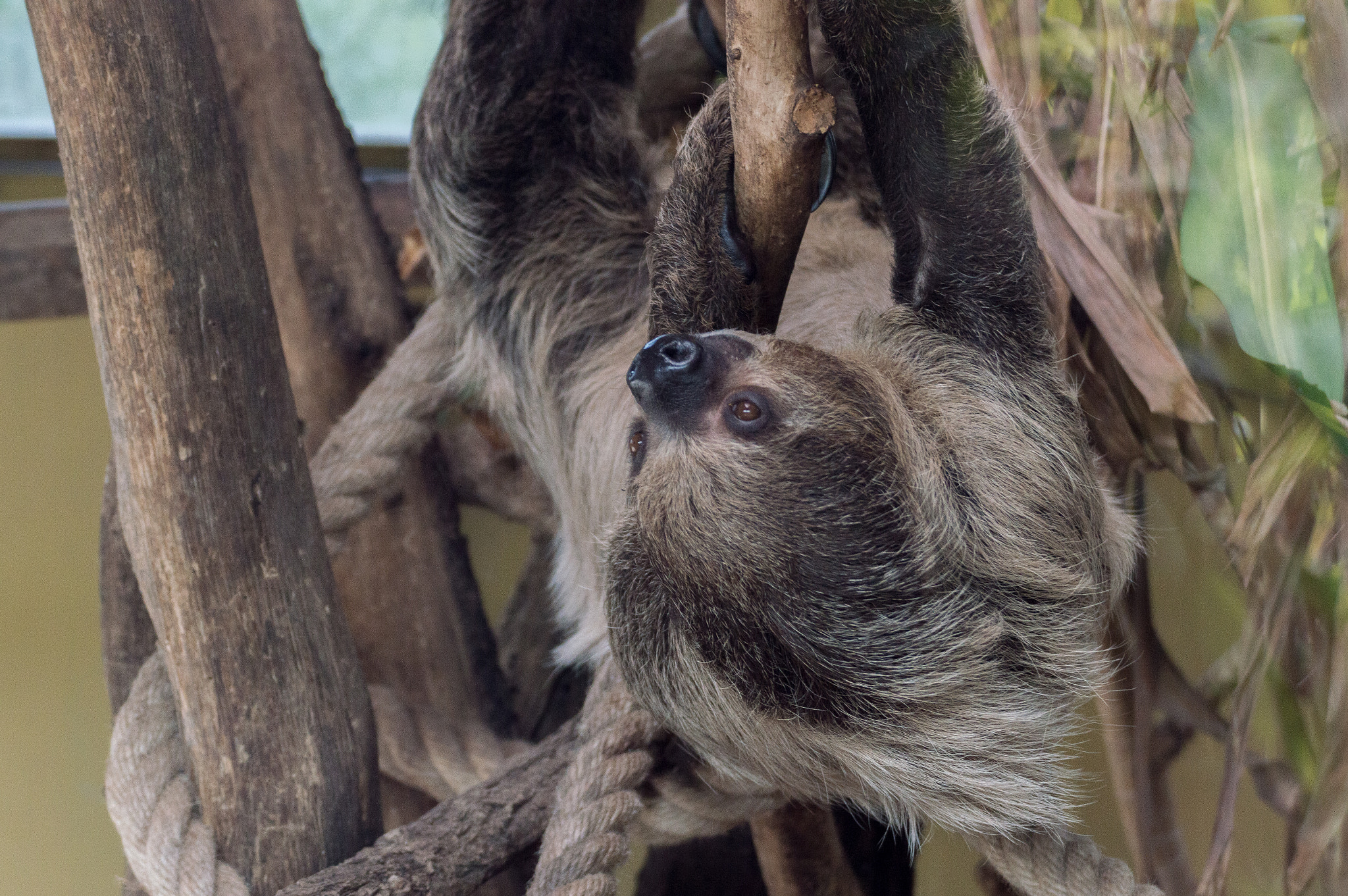Nikon D3200 sample photo. Choloepus didactylus photography