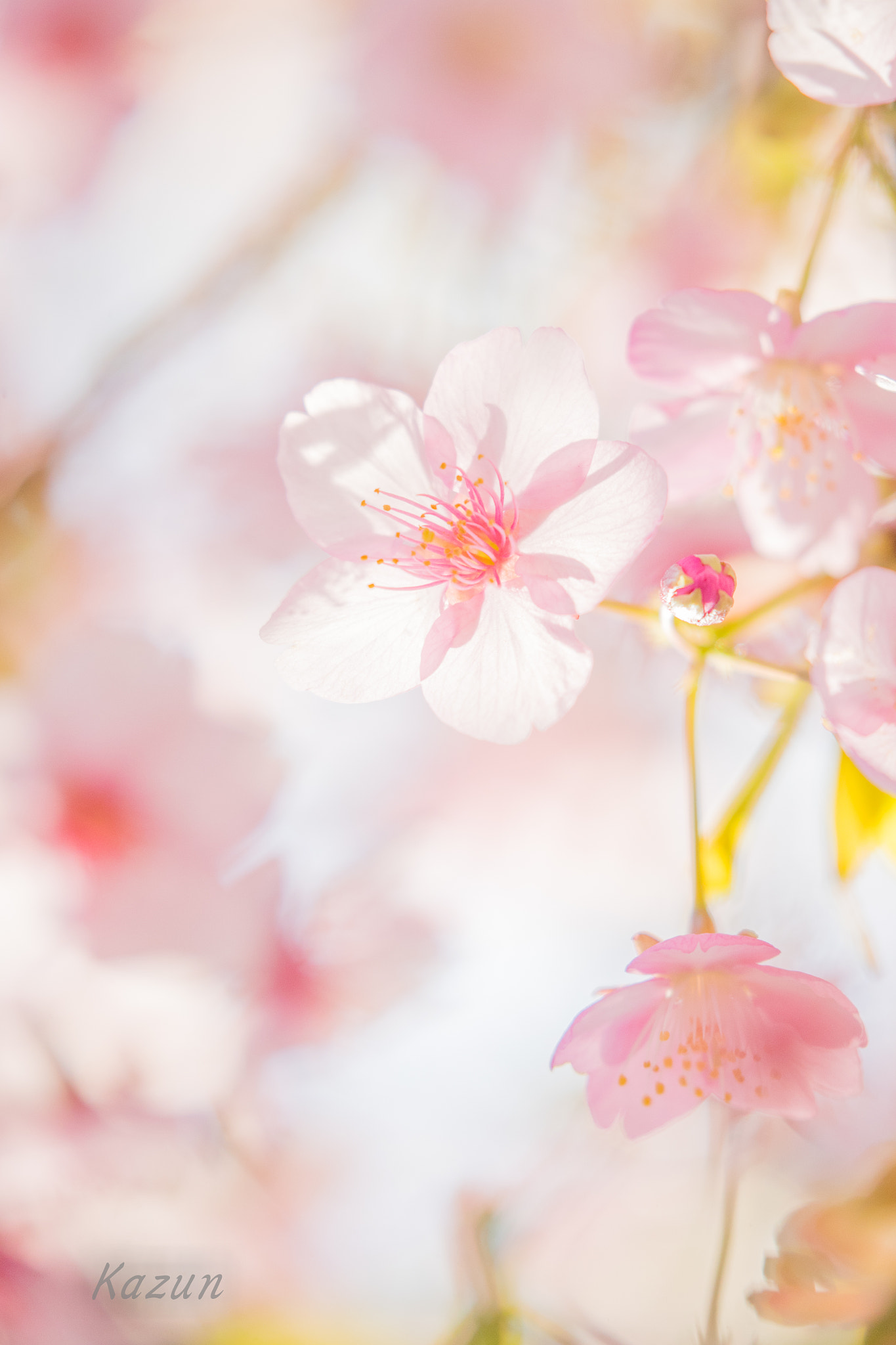 Canon EOS-1D X Mark II sample photo. Only one............... photography