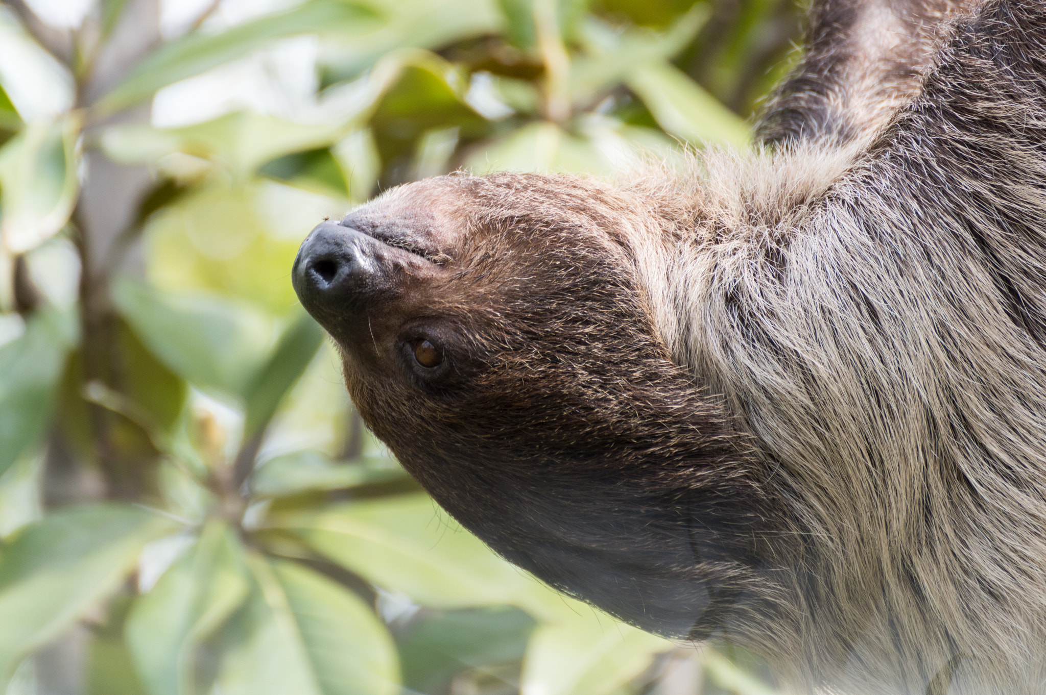 Nikon D3200 sample photo. Choloepus didactylus photography
