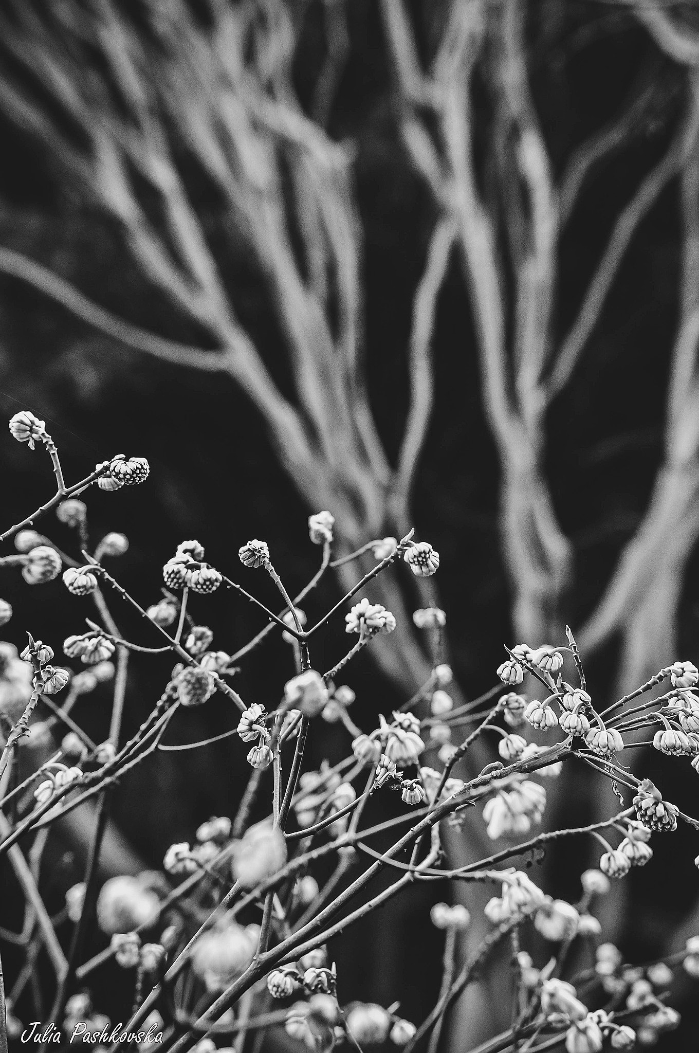 Nikon D5000 + Nikon AF-S Nikkor 50mm F1.8G sample photo. Simple beauty of nature photography