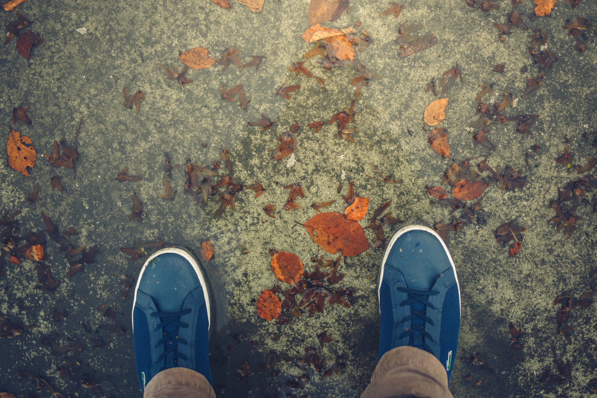 35mm F2.0 sample photo. Puddle of fall photography