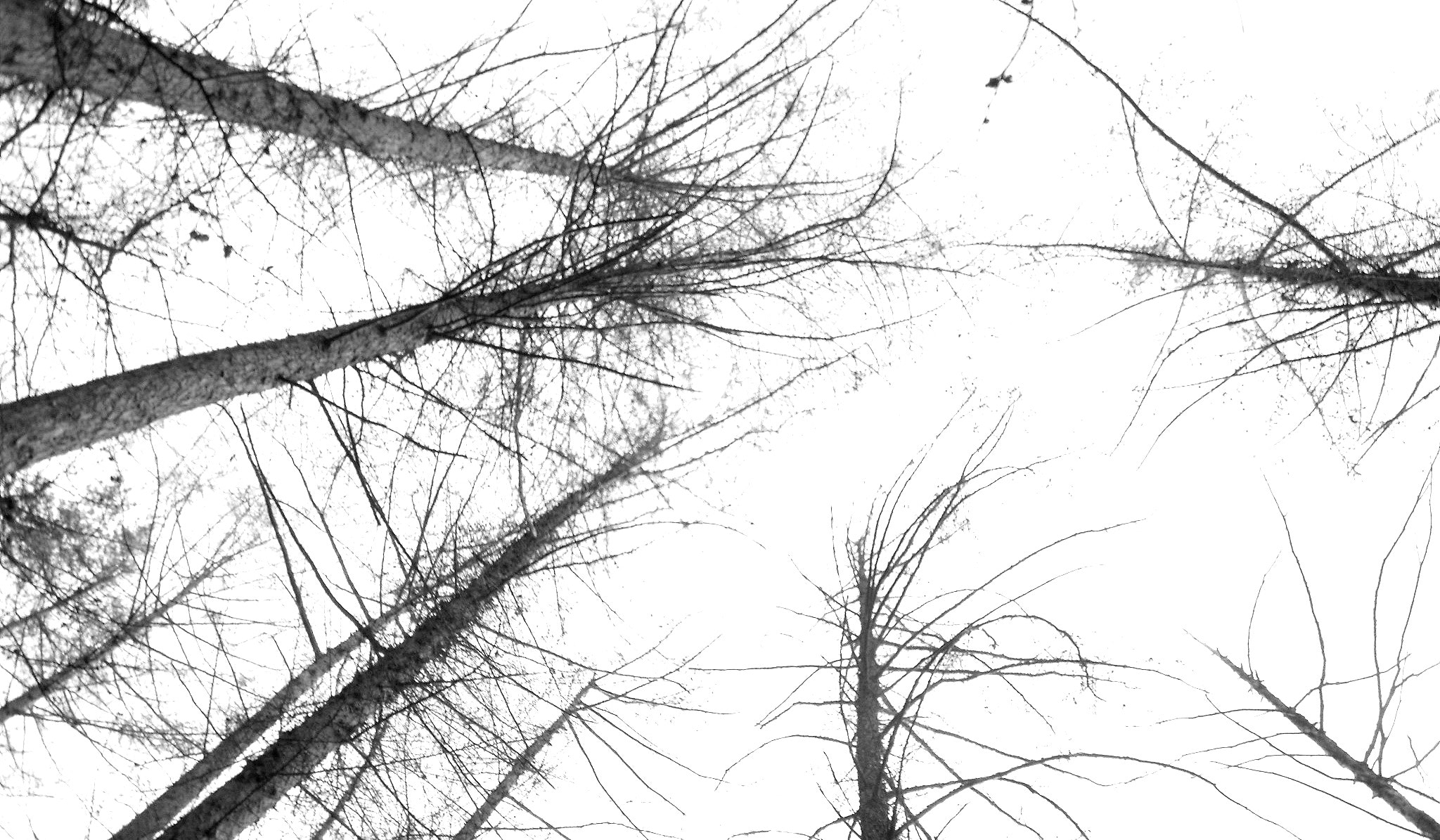 Fujifilm FinePix J110W sample photo. Bare larch trees in winter photography