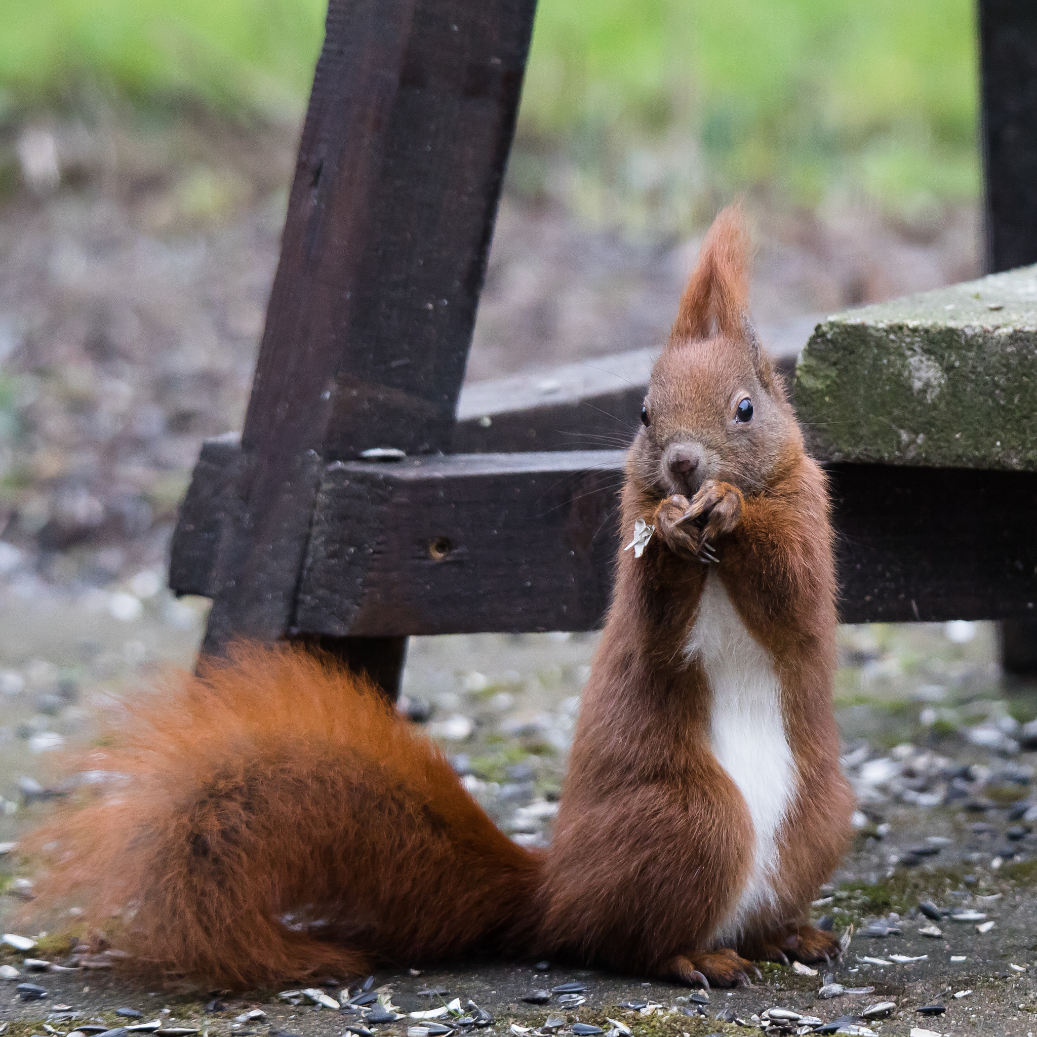 Tamron SP 150-600mm F5-6.3 Di VC USD sample photo. Eichhörnchen photography