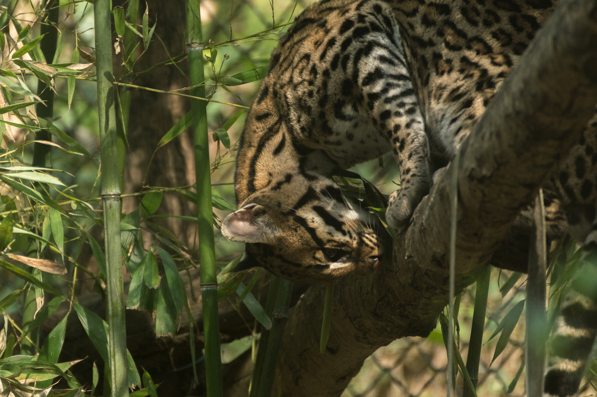 Nikon D3200 sample photo. Leopardus pardalis photography
