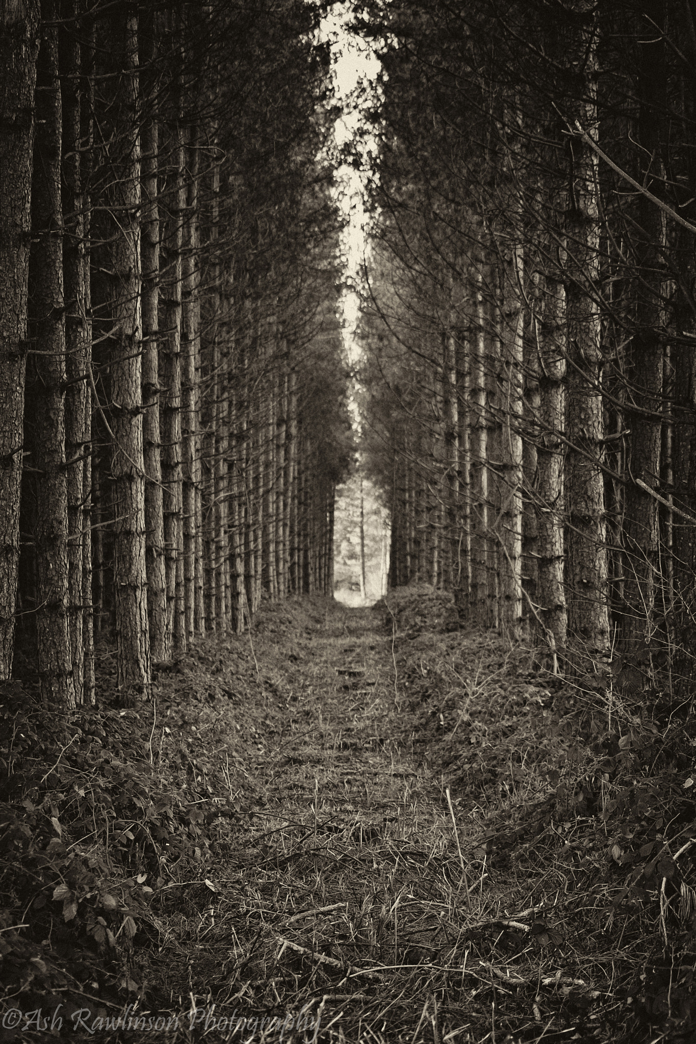 Canon EOS 60D sample photo. Between the trees photography