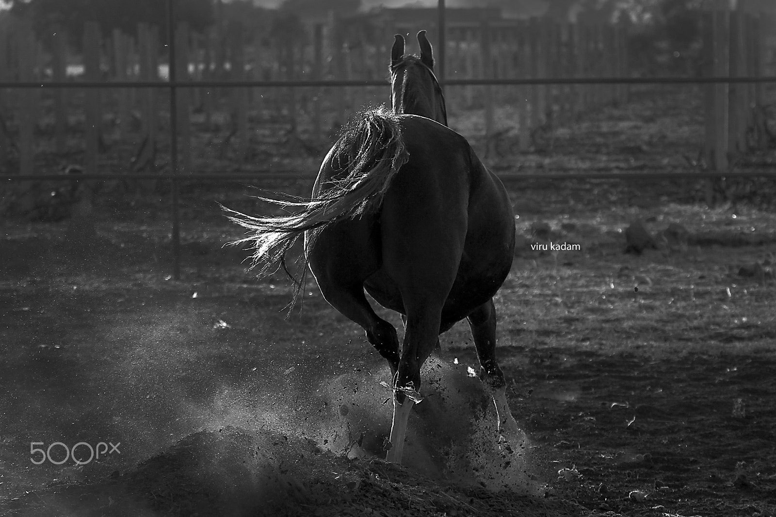Canon EF 70-300mm F4-5.6L IS USM sample photo. Viru h1 photography