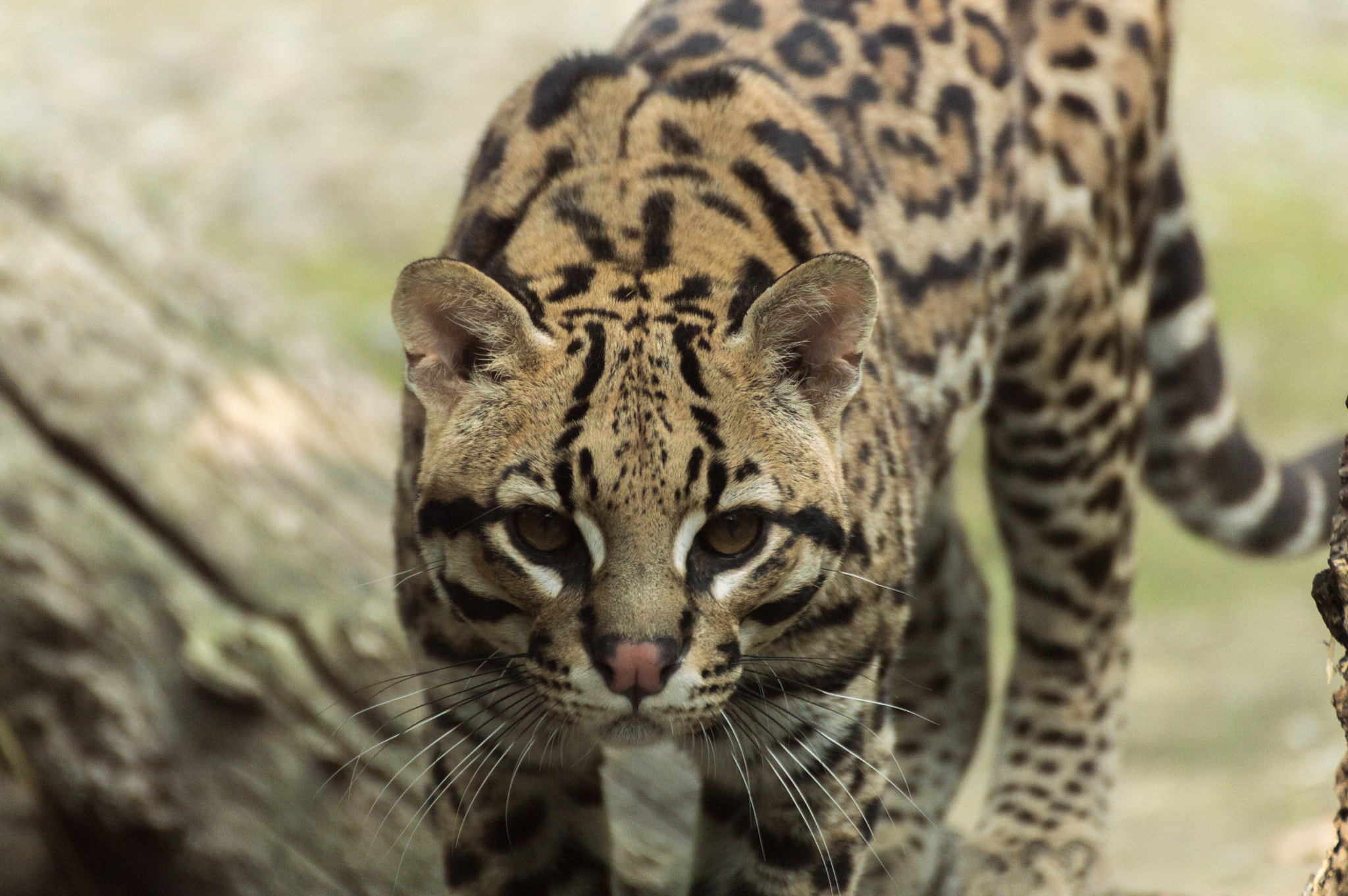 Nikon D3200 sample photo. Leopardus pardalis photography