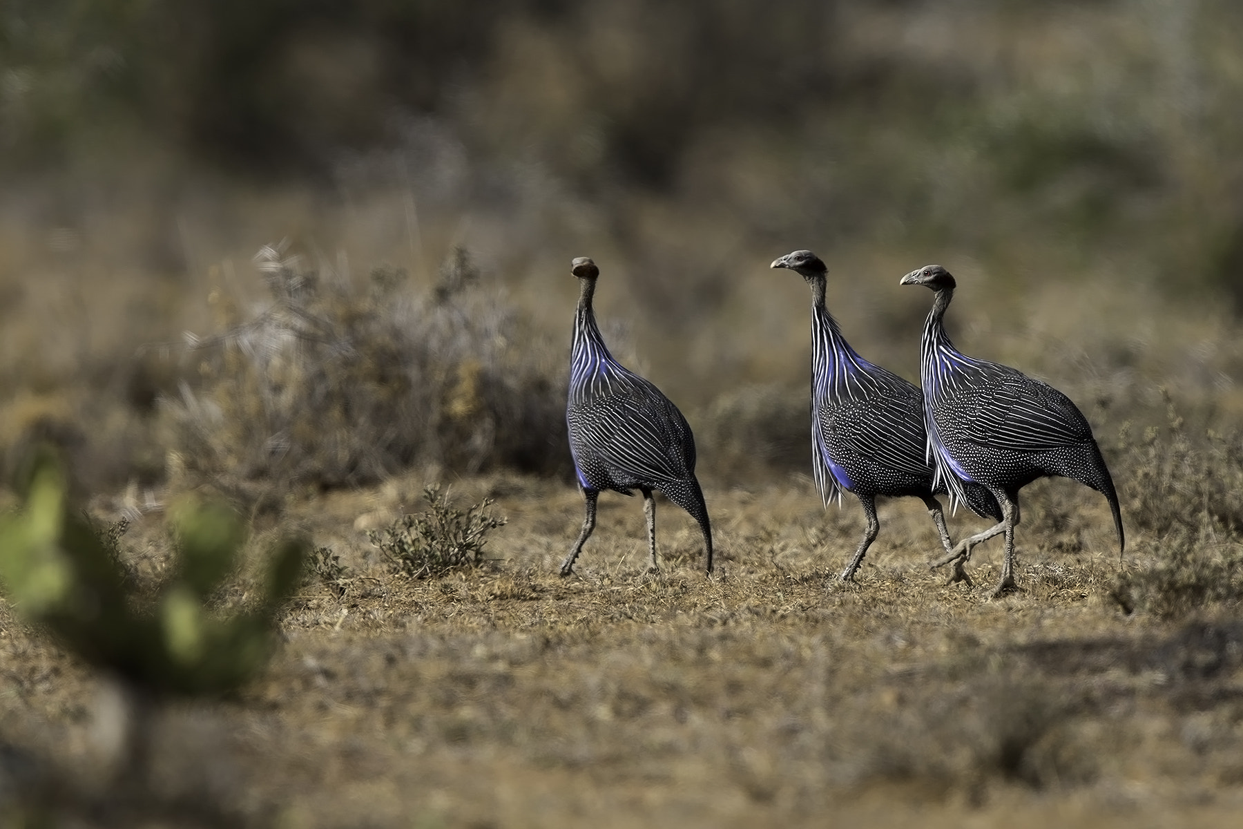 Canon EOS-1D X + Canon EF 600mm F4L IS II USM sample photo. Vulturine guineafowl photography