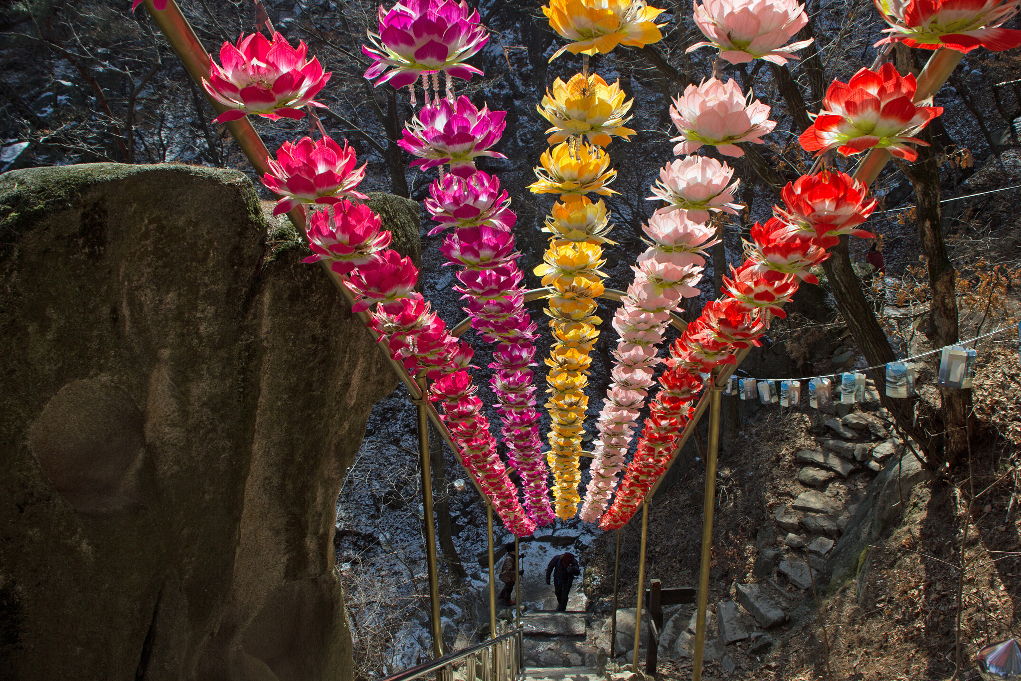 Canon EOS 60D sample photo. Lotus path photography