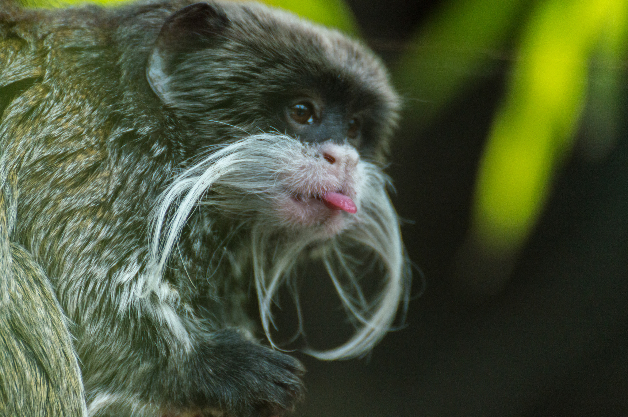 Nikon D3200 sample photo. Saguinus imperator photography