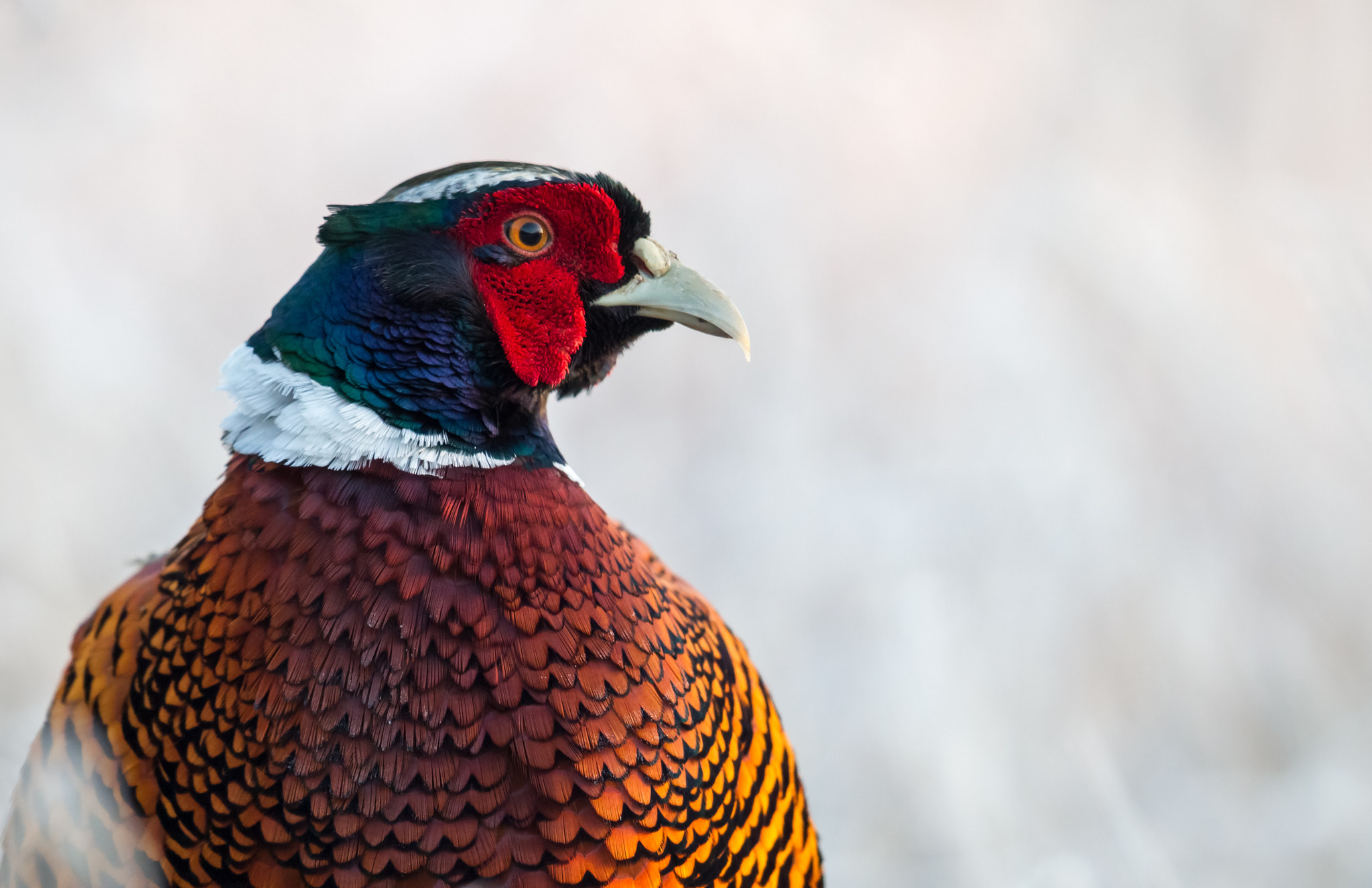 Canon EF 500mm F4L IS II USM sample photo. Pheasant photography