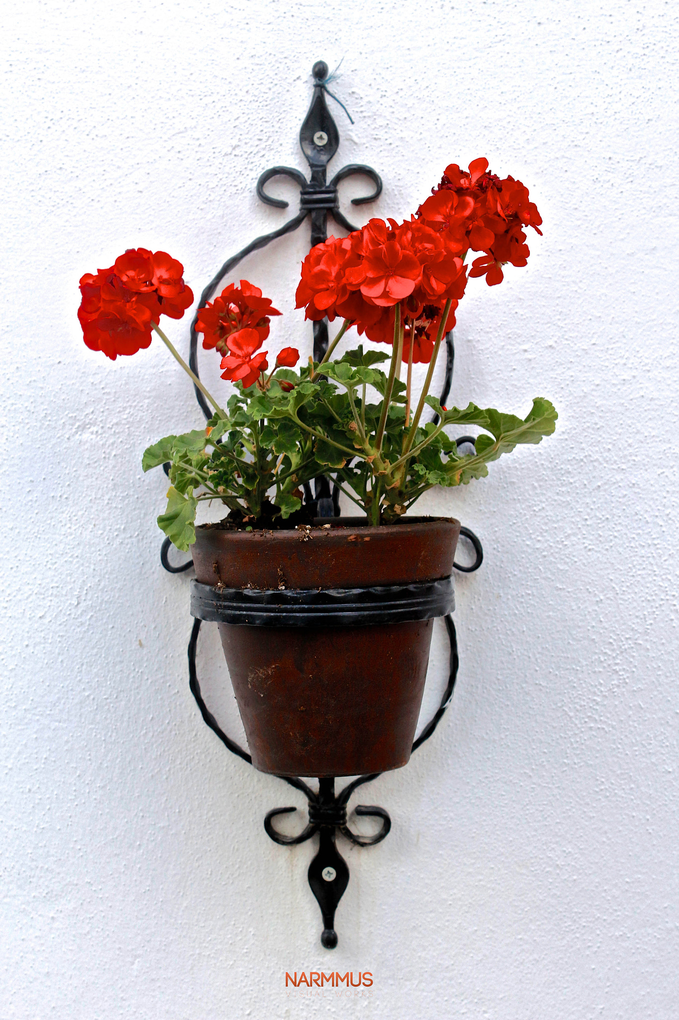 Canon EOS 650D (EOS Rebel T4i / EOS Kiss X6i) sample photo. Rose photography
