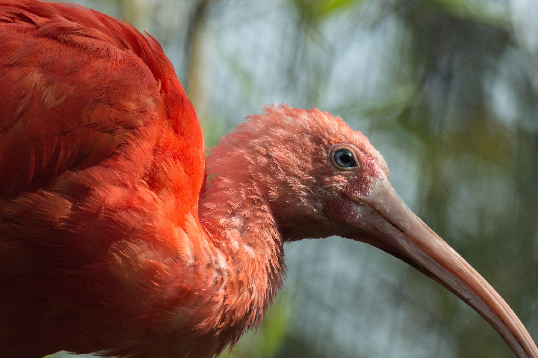Nikon D3200 sample photo. Eudocimus ruber photography