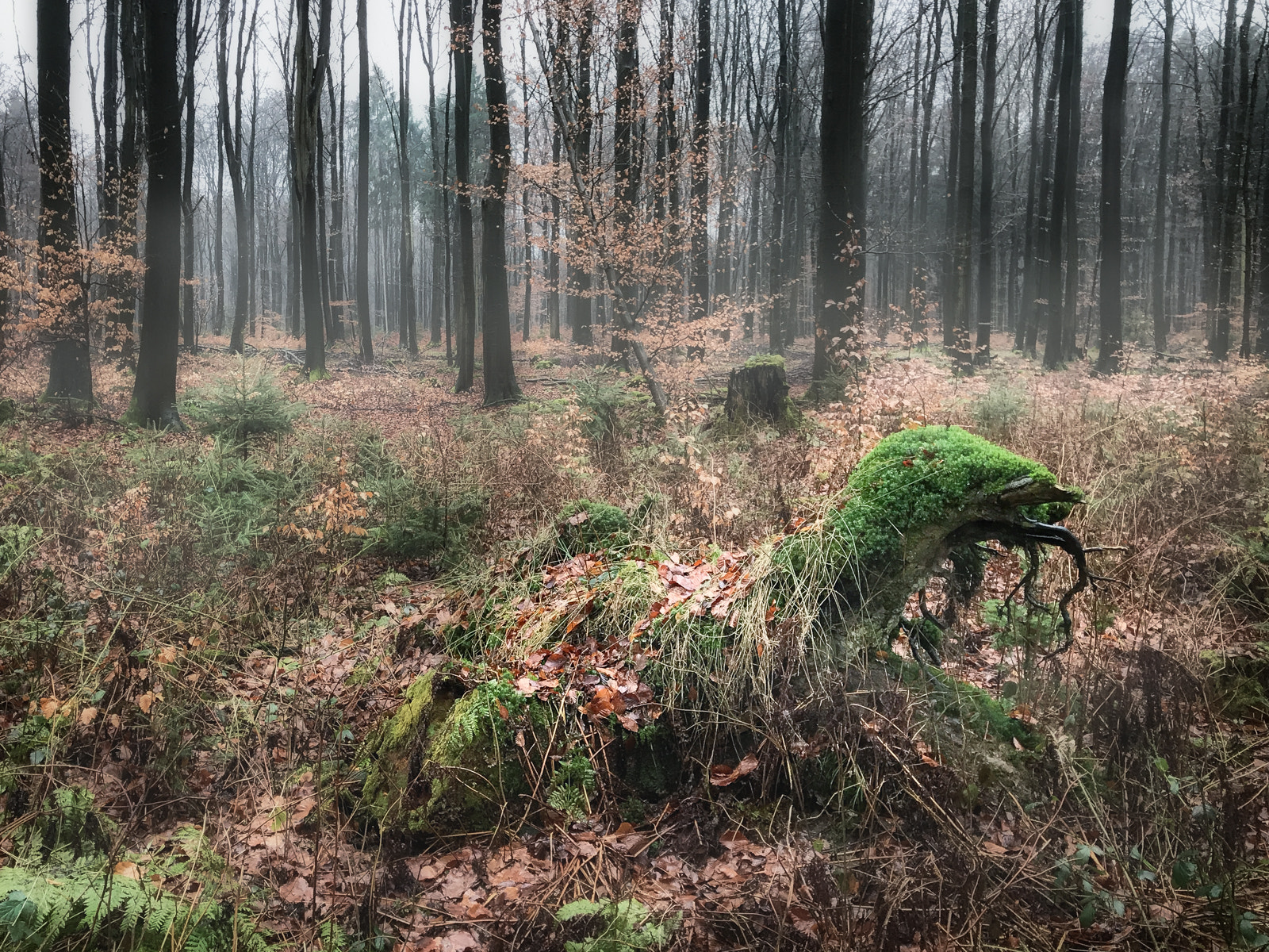 iPhone 7 Plus back camera 3.99mm f/1.8 sample photo. Awakening of the forest ghost photography