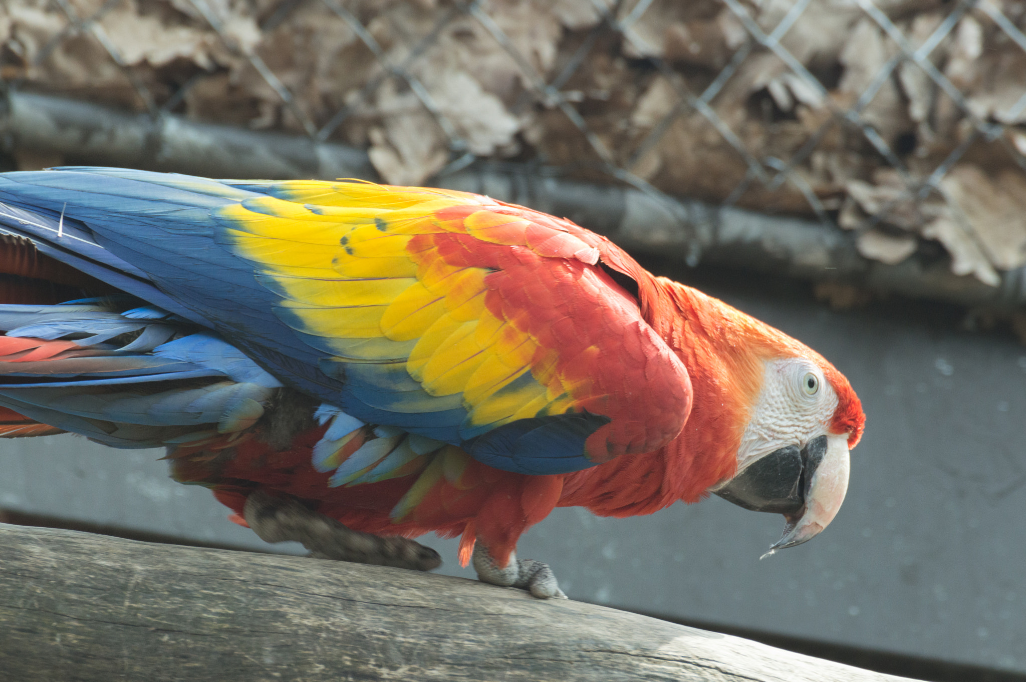 Nikon D3200 sample photo. Ara macao photography
