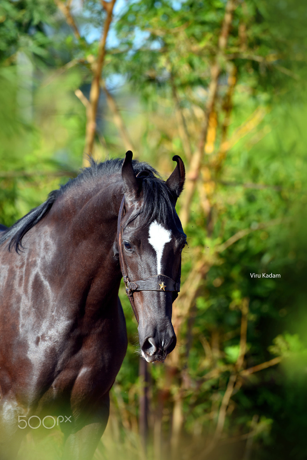 AF-S Zoom-Nikkor 80-200mm f/2.8D IF-ED sample photo. Edviru final photography