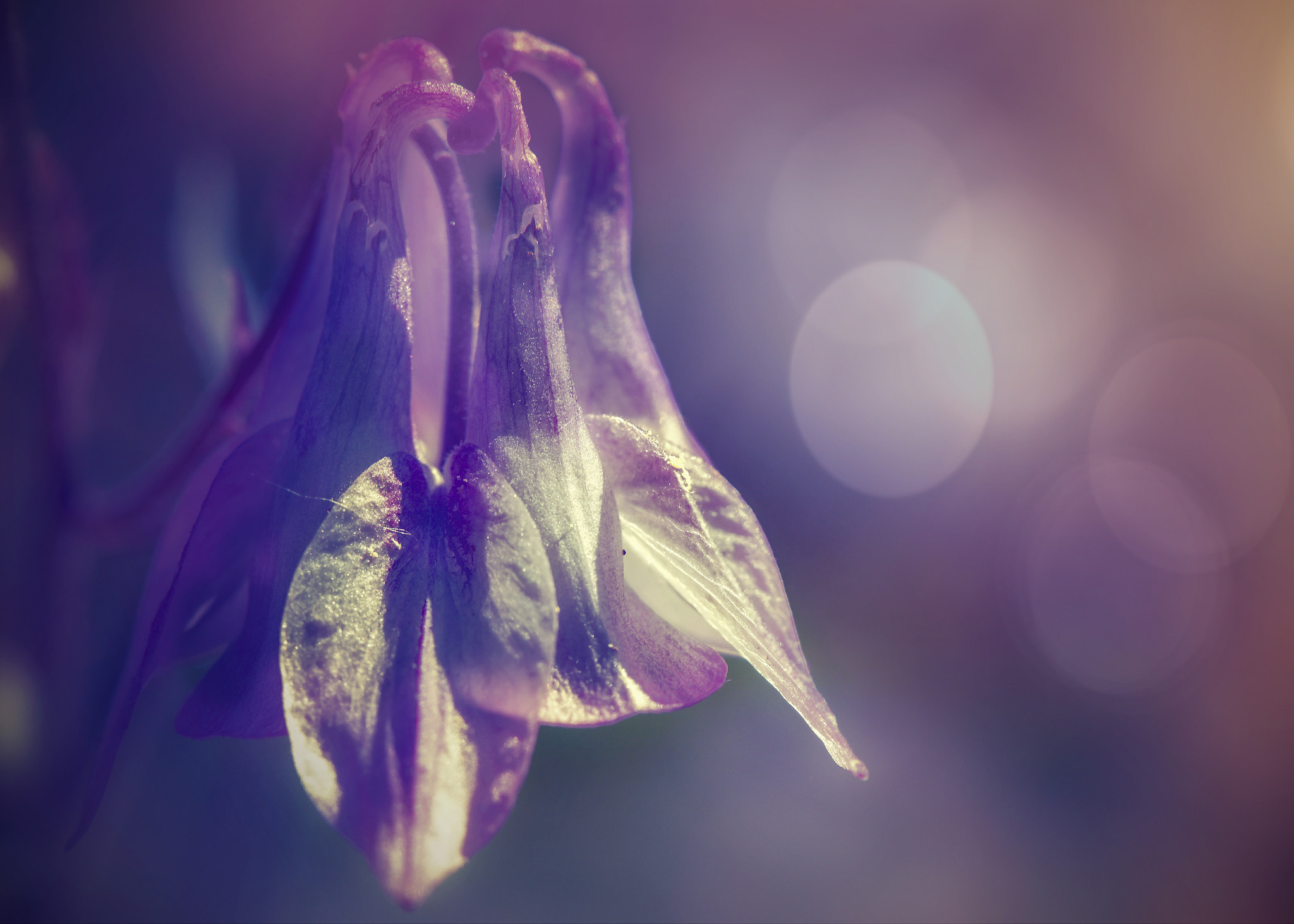 Nikon AF-S Micro-Nikkor 105mm F2.8G IF-ED VR sample photo. Dreamy columbine b photography