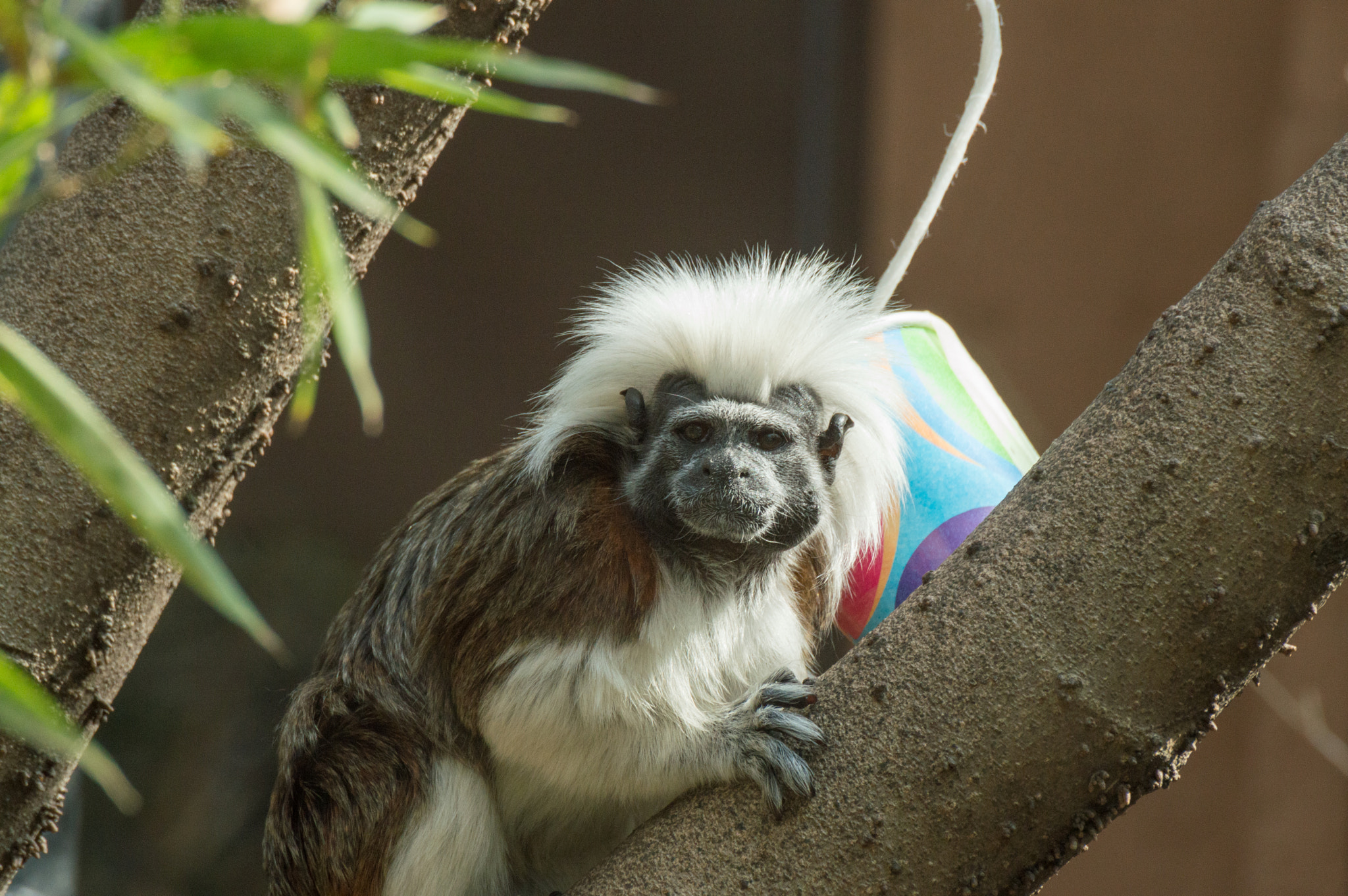 Nikon D3200 sample photo. Saguinus oedipus photography